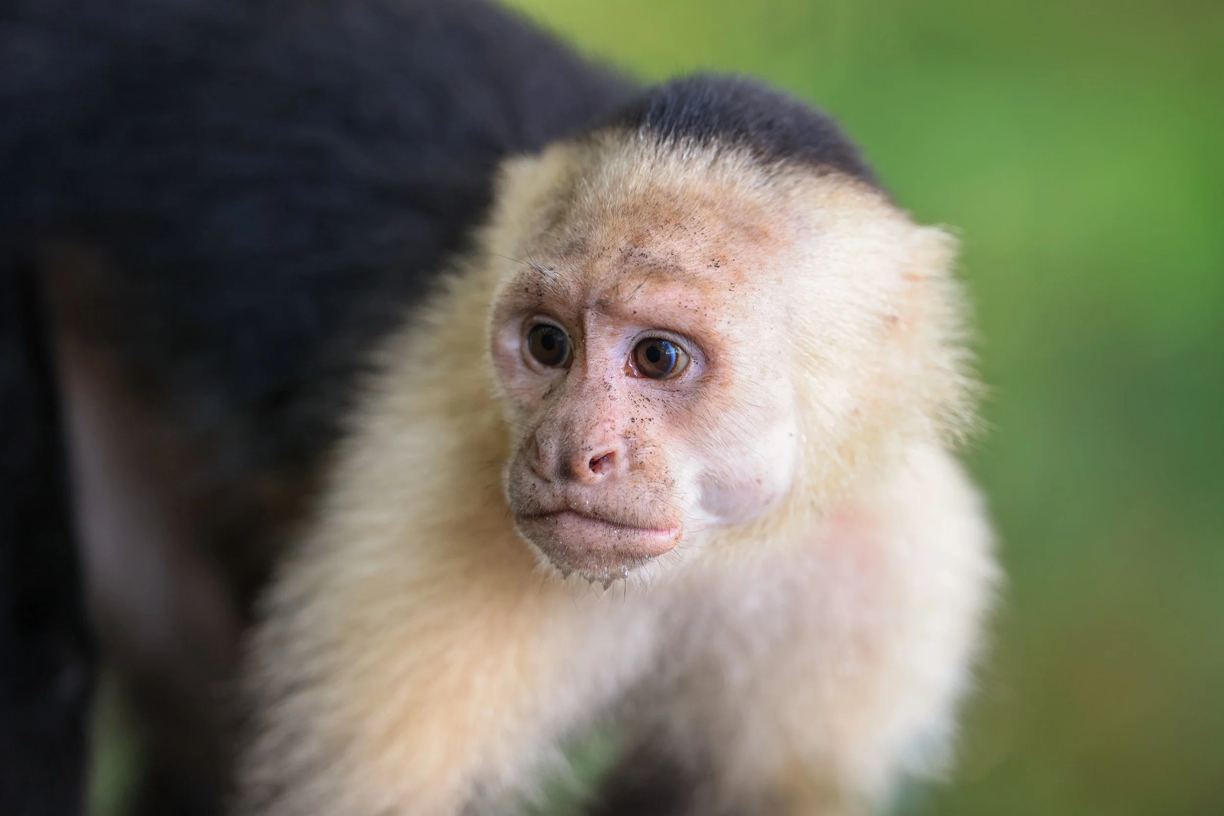 Capuchin
