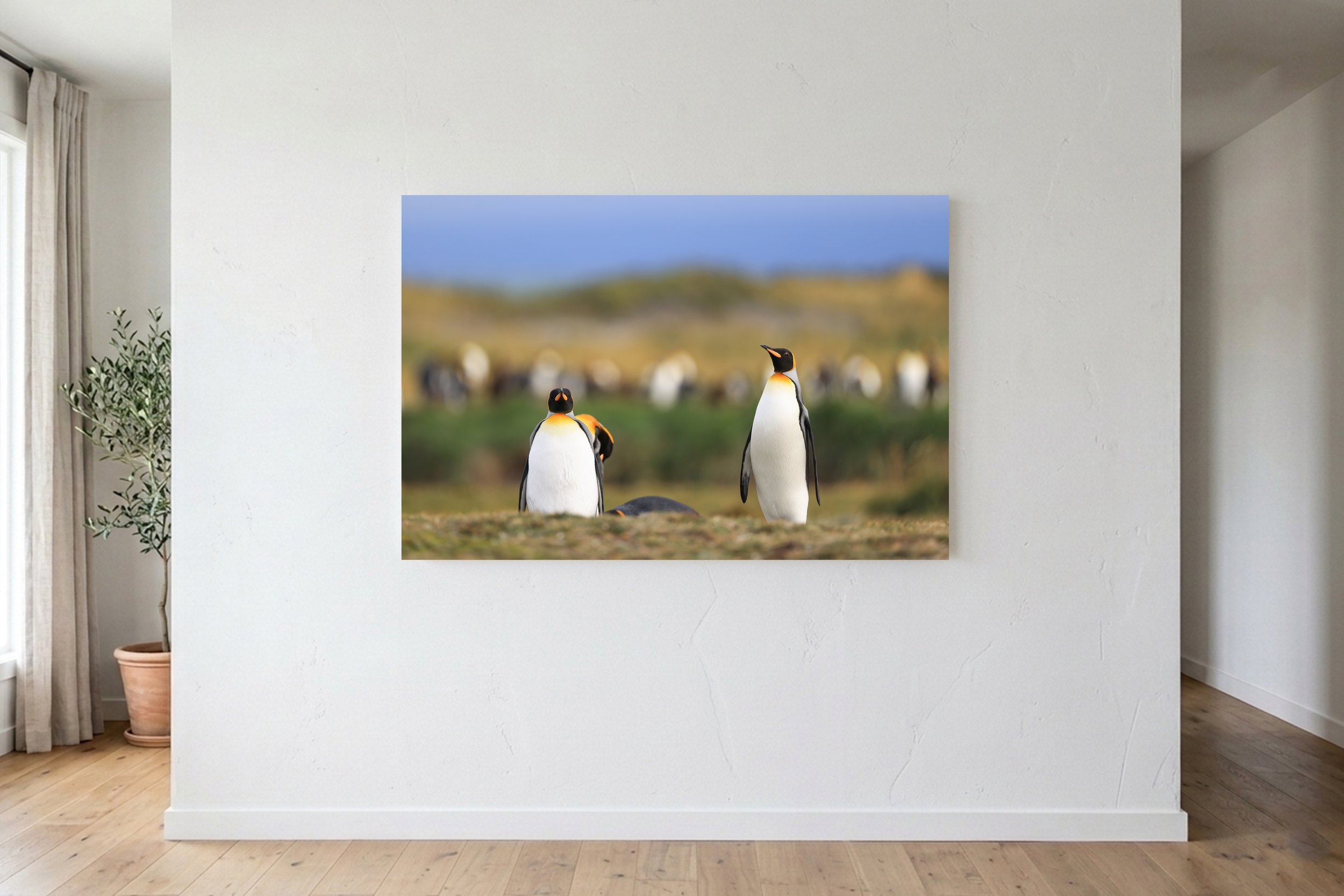 King Penguins