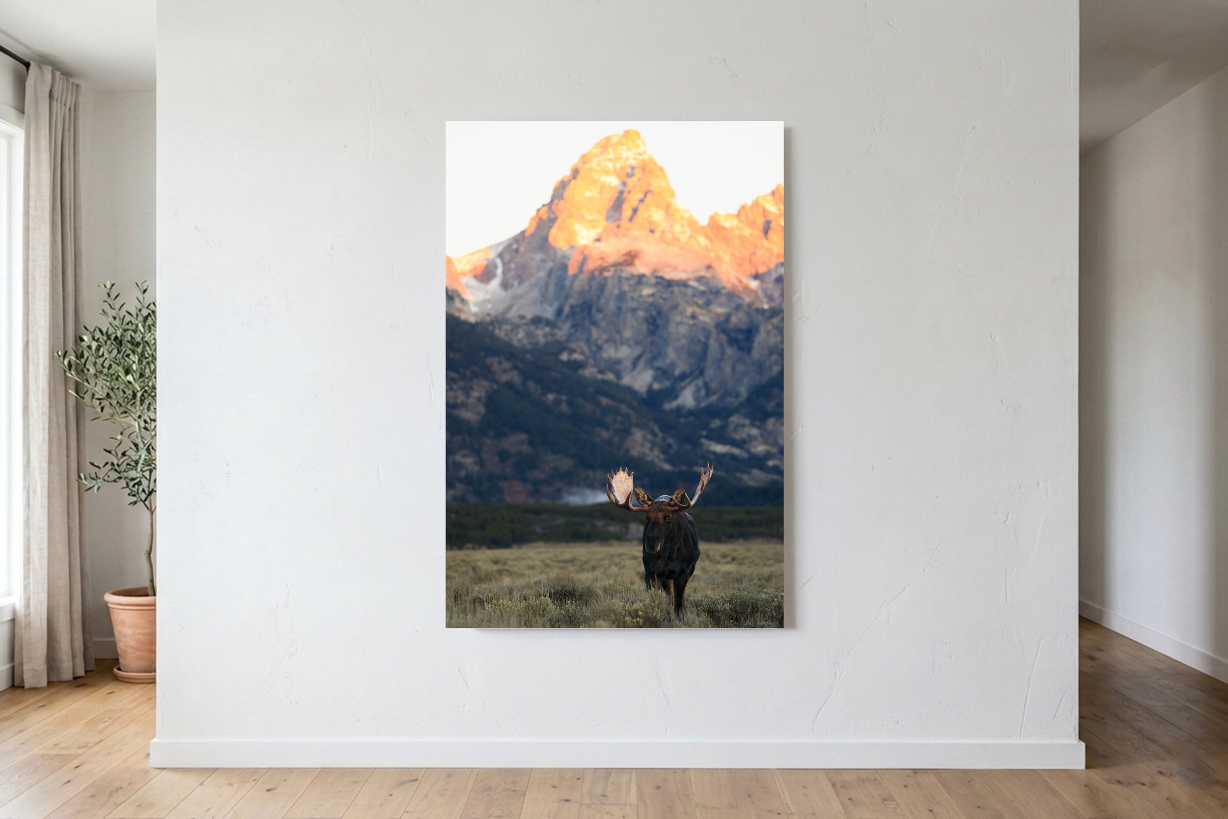 Grand Teton Moose On Wall.jpg