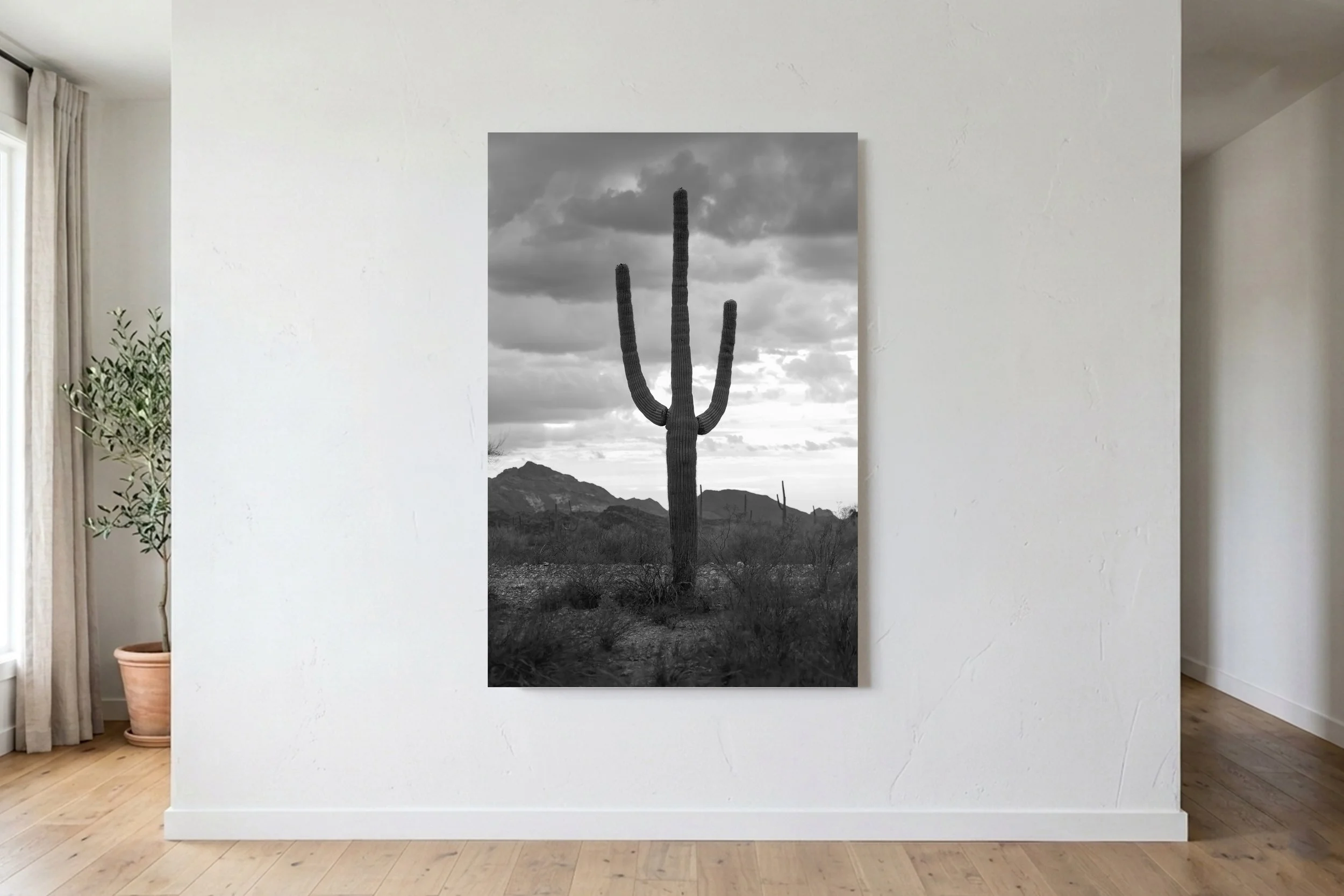 Saguaro