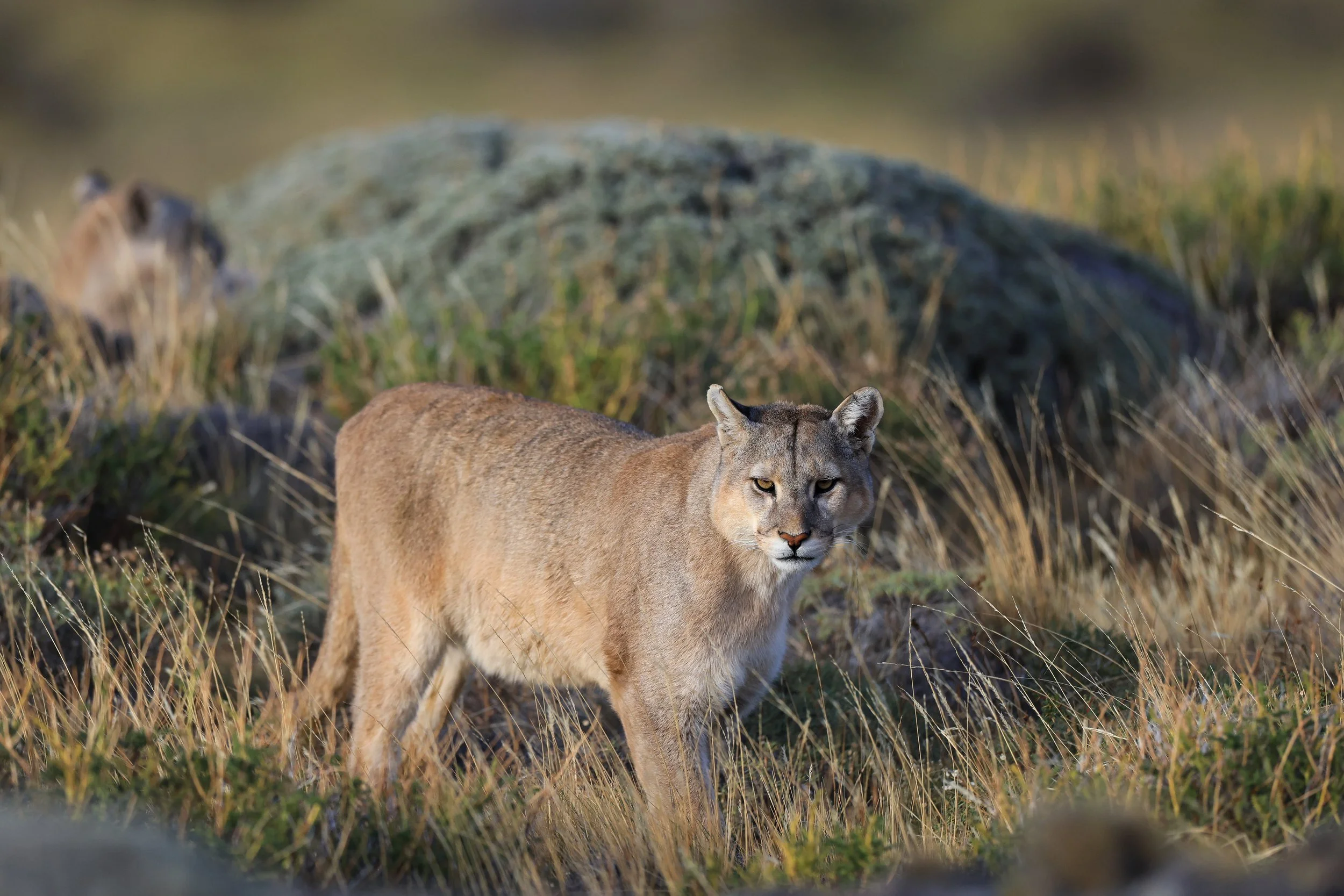 Puma Stare