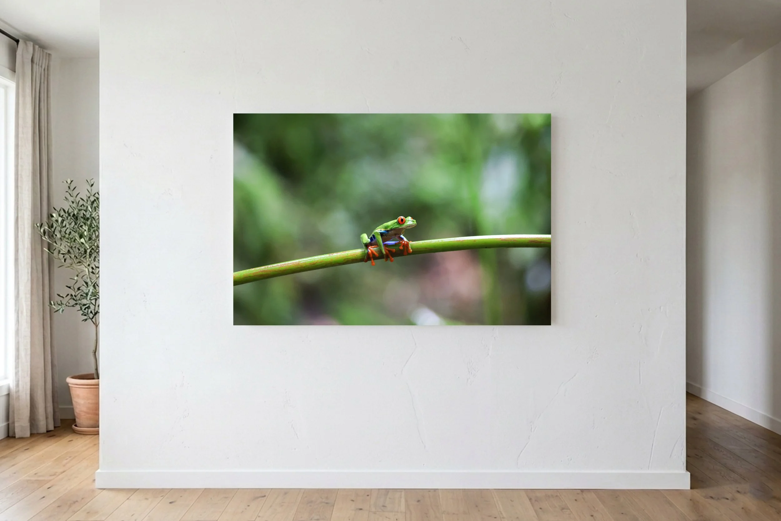 Red-Eyed Tree Frog