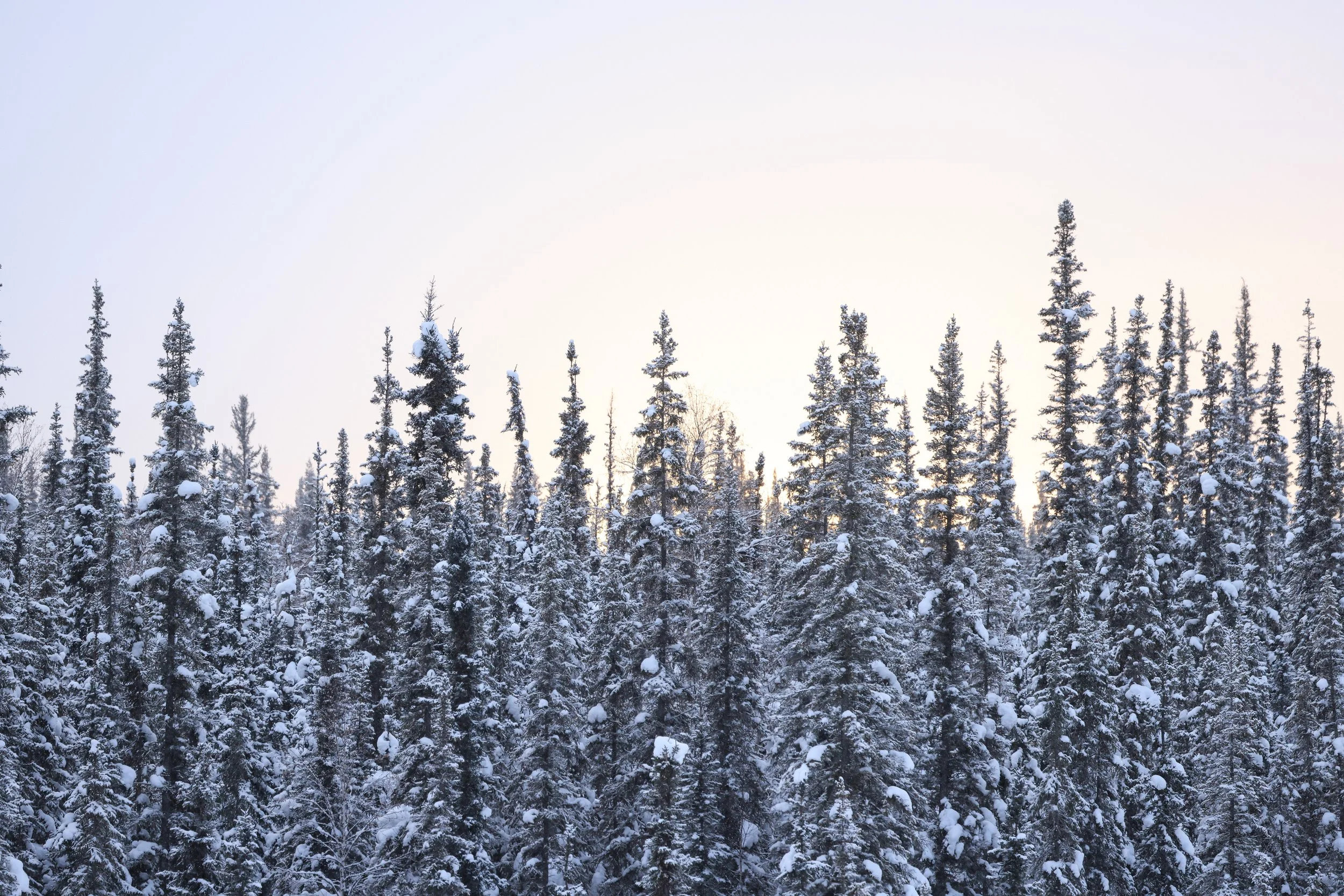 Winter Pines