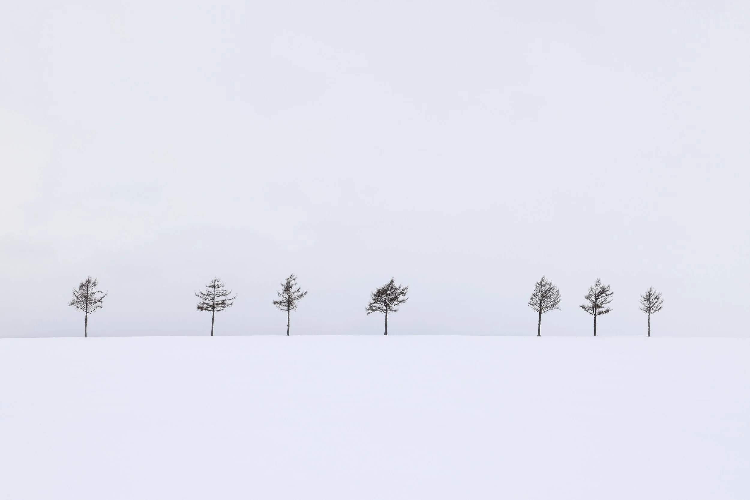 Fairy Tale Trees