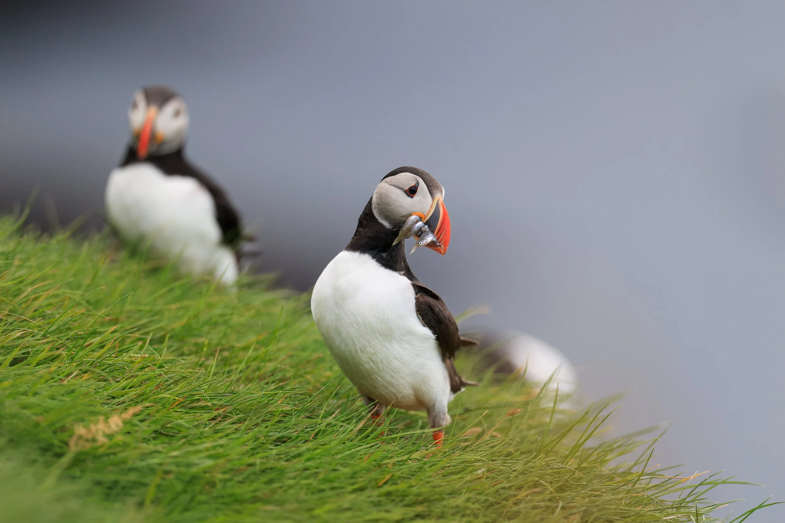 Puffin With Fish.jpg