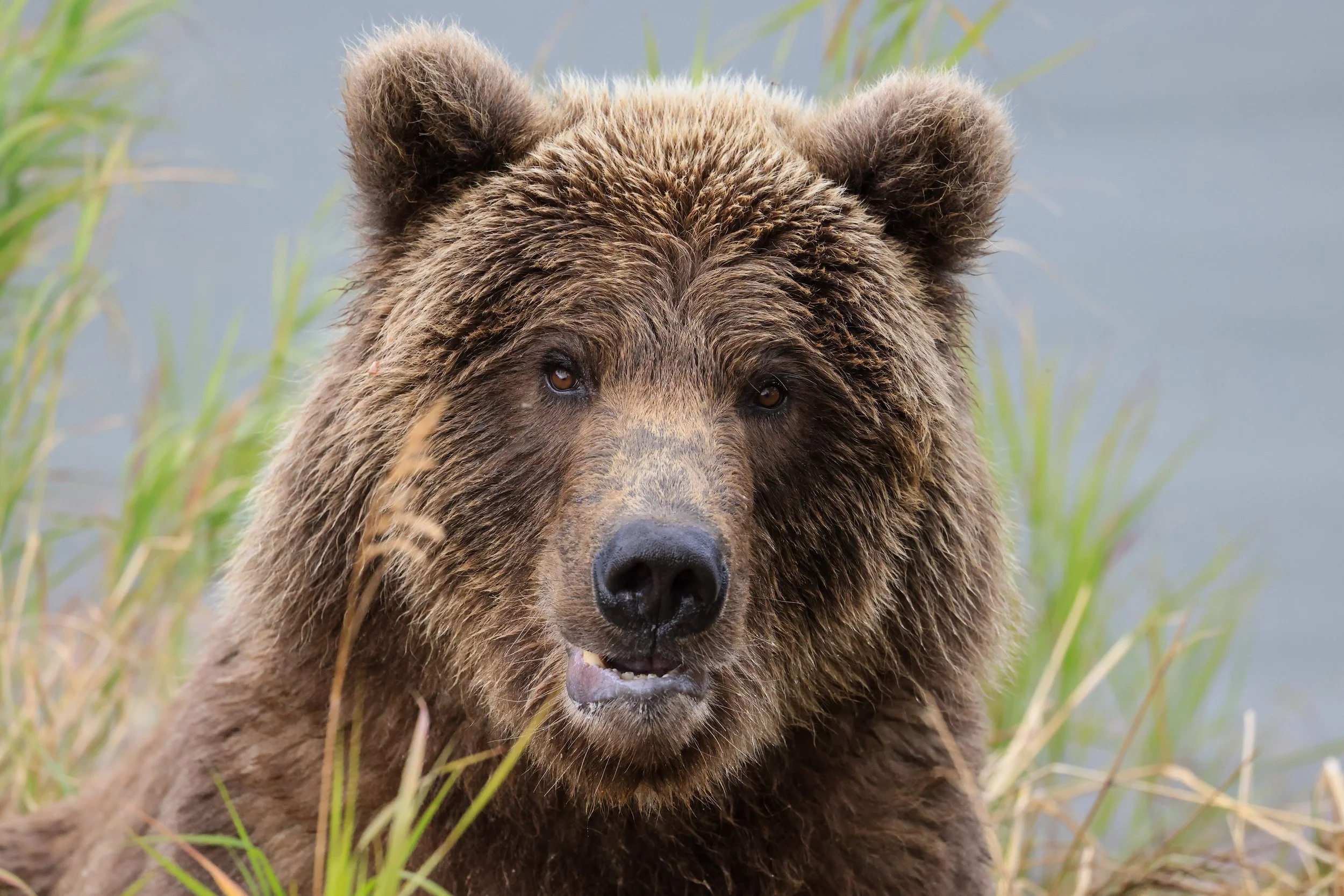 Bear