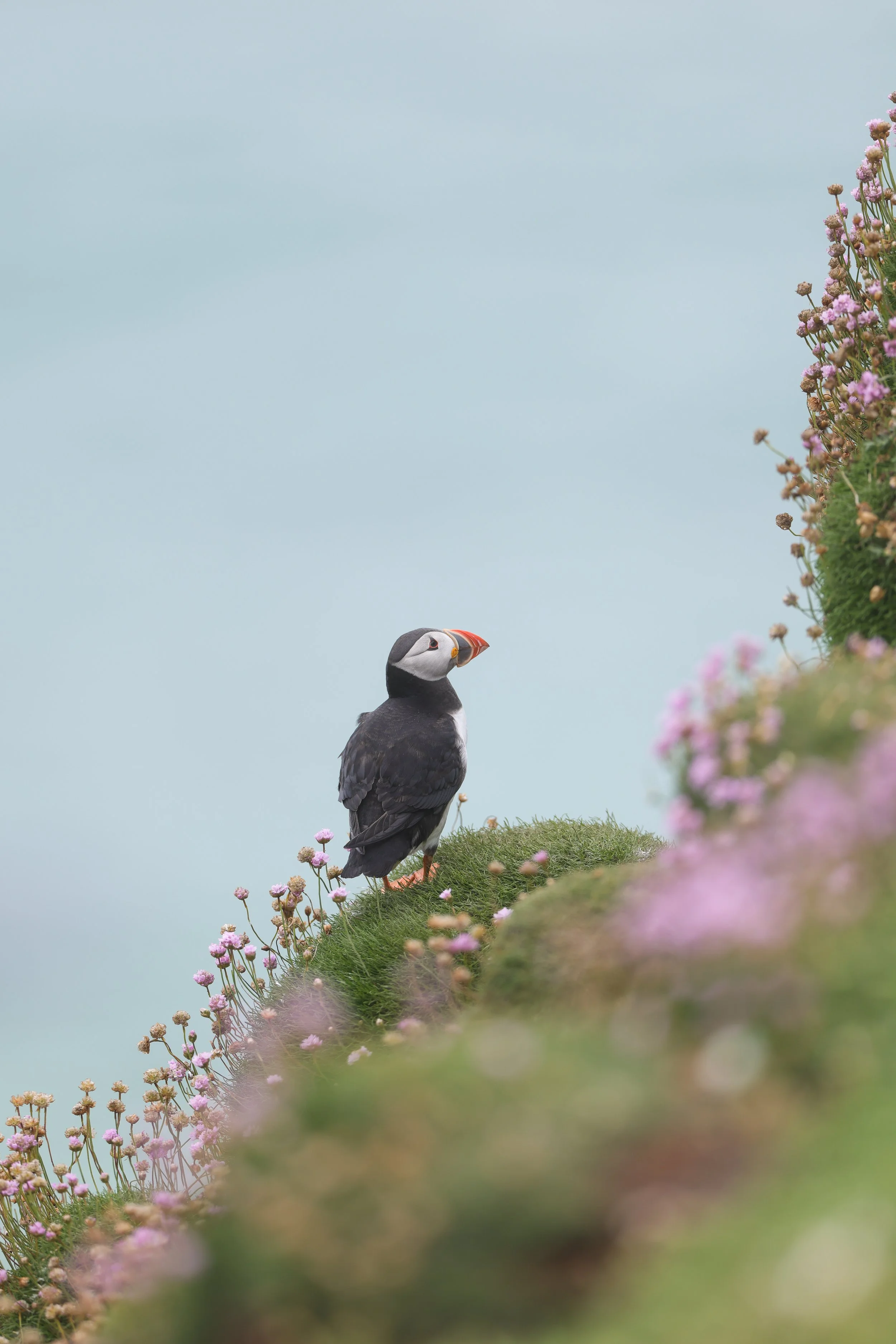 Puffin Explorer
