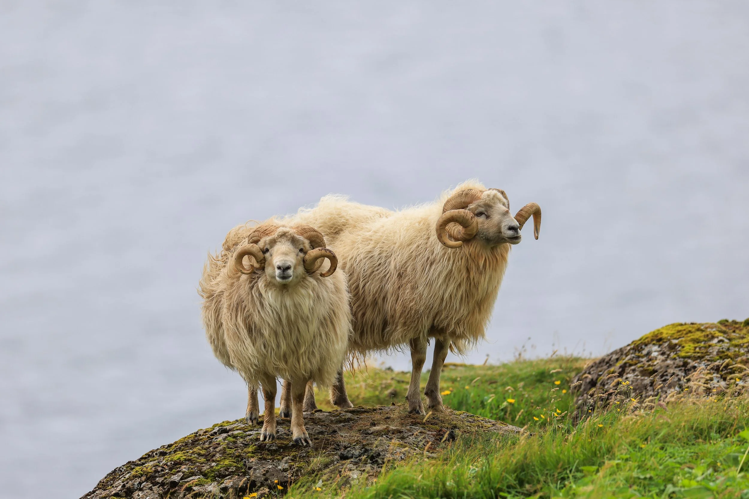 Faroe Sheep.jpg