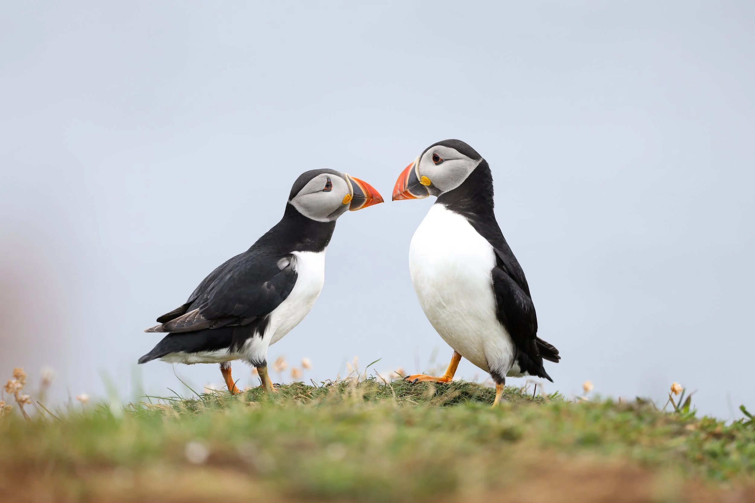 Puffin Kiss