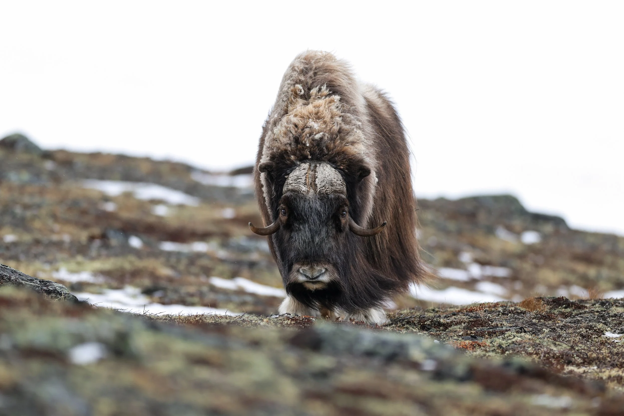 Musk Ox