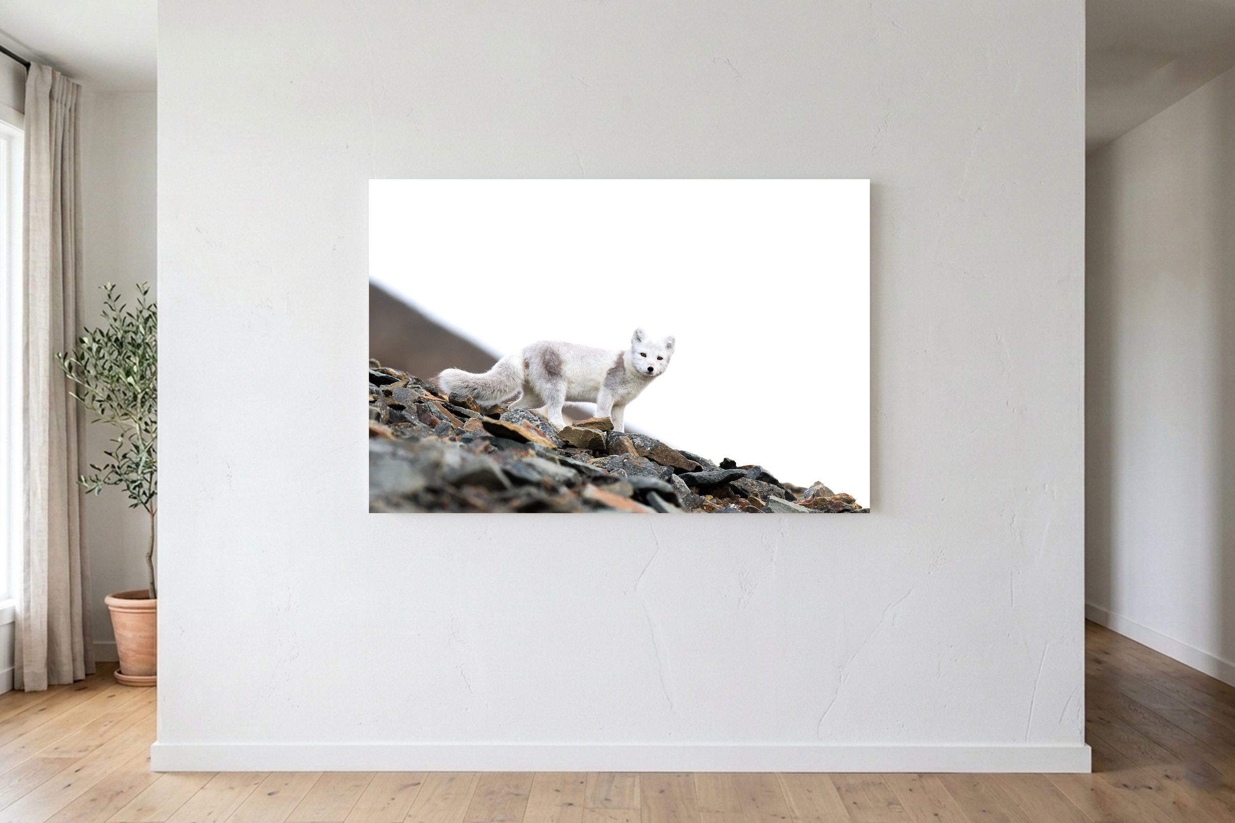 Arctic Fox