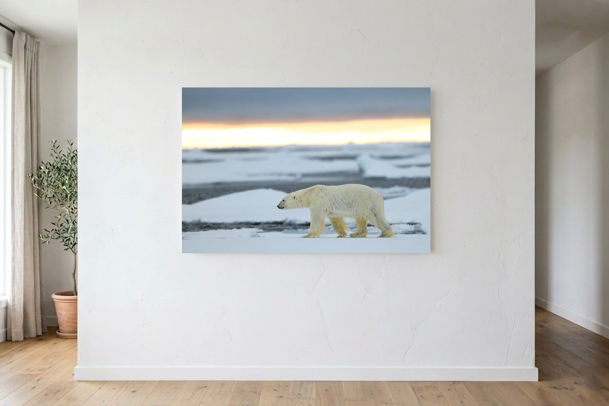 Polar Bear Sunset