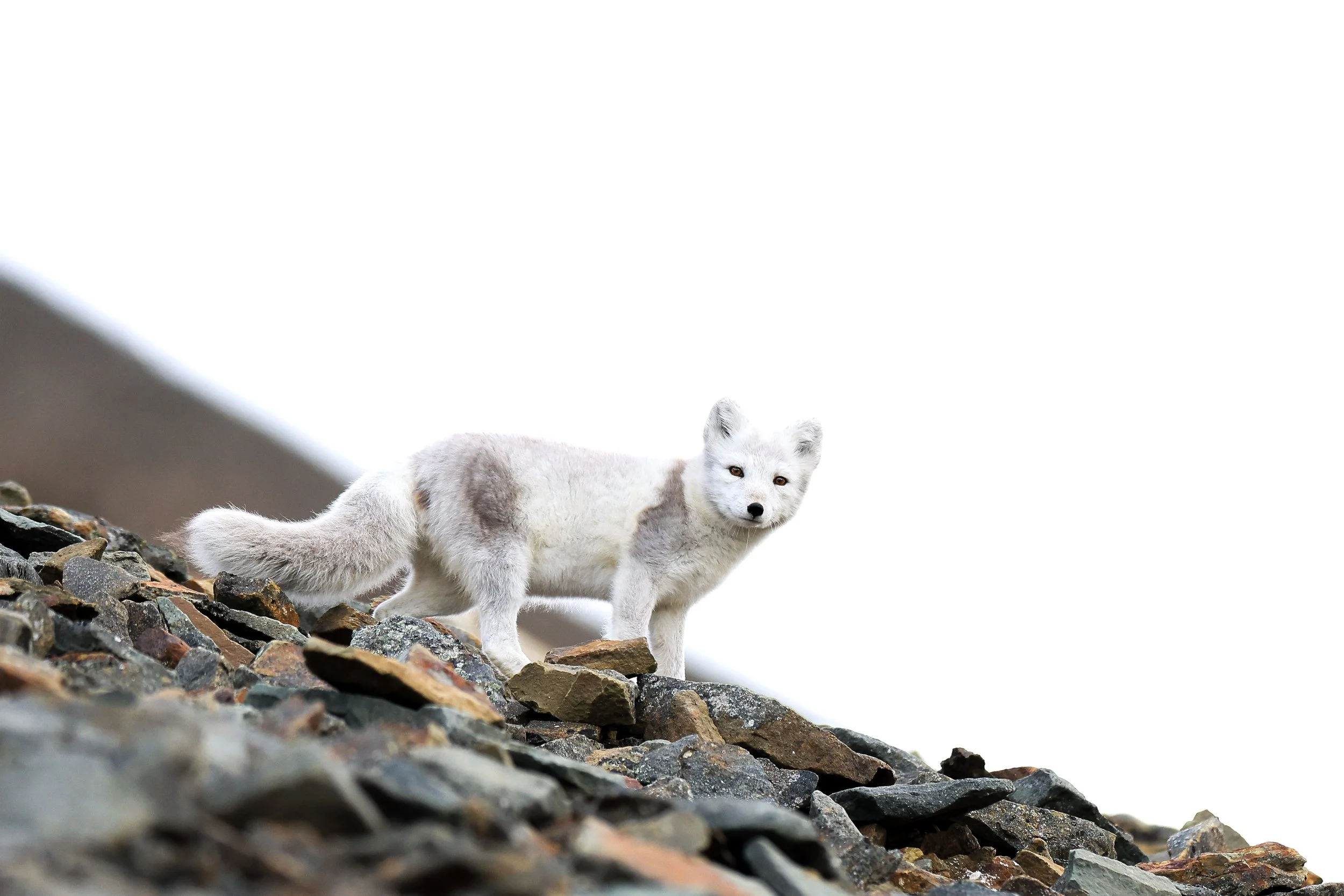 Arctic Fox