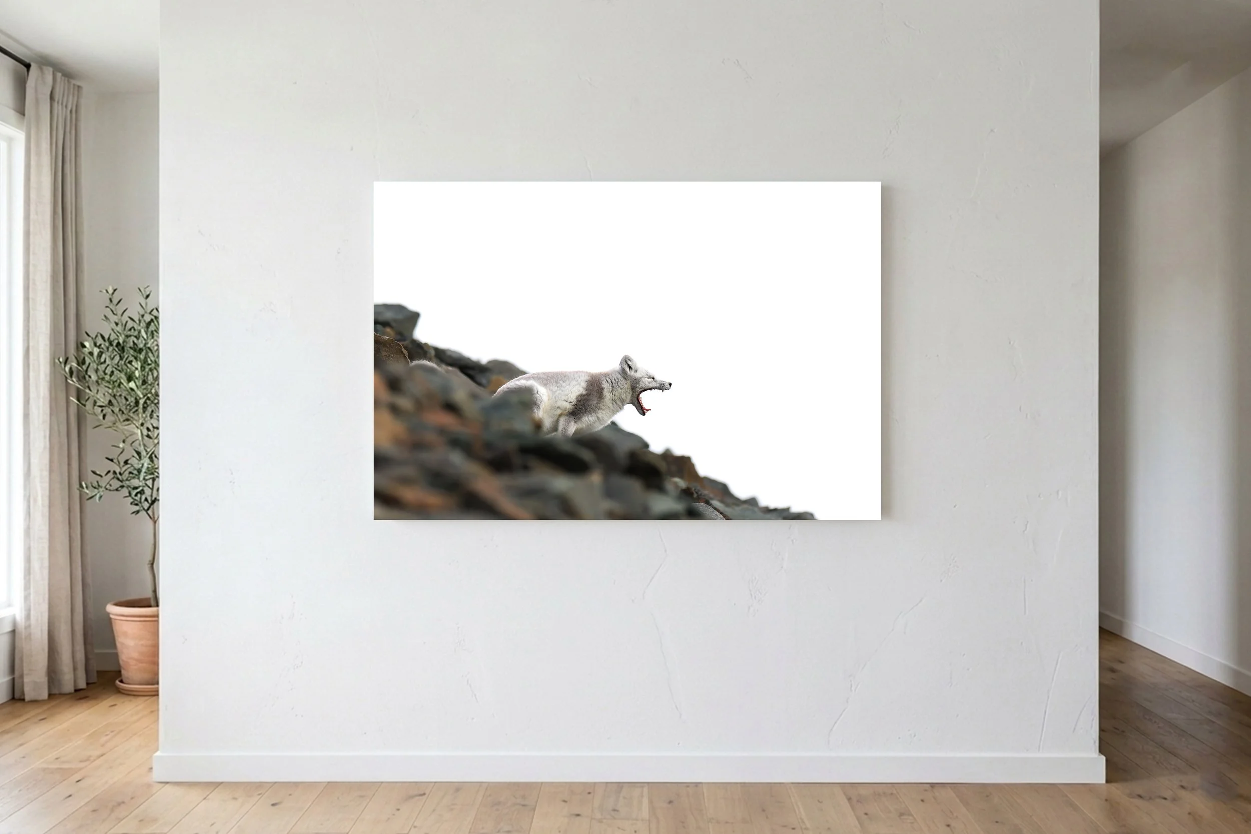 Arctic Fox Yawn On Wall.jpg