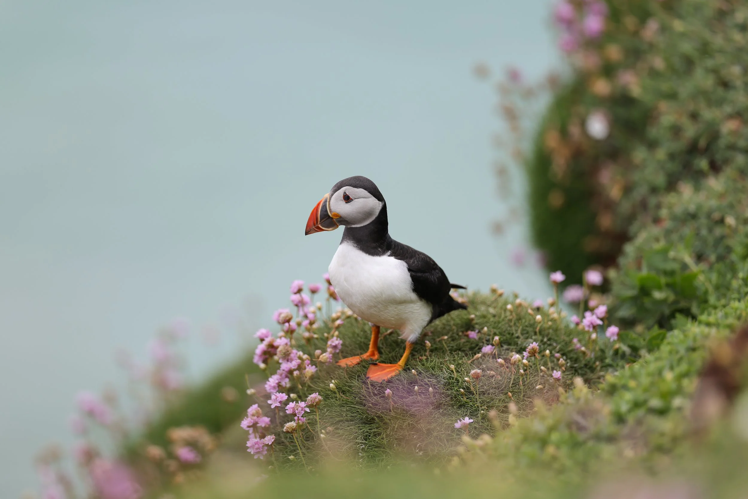 Puffin Perch