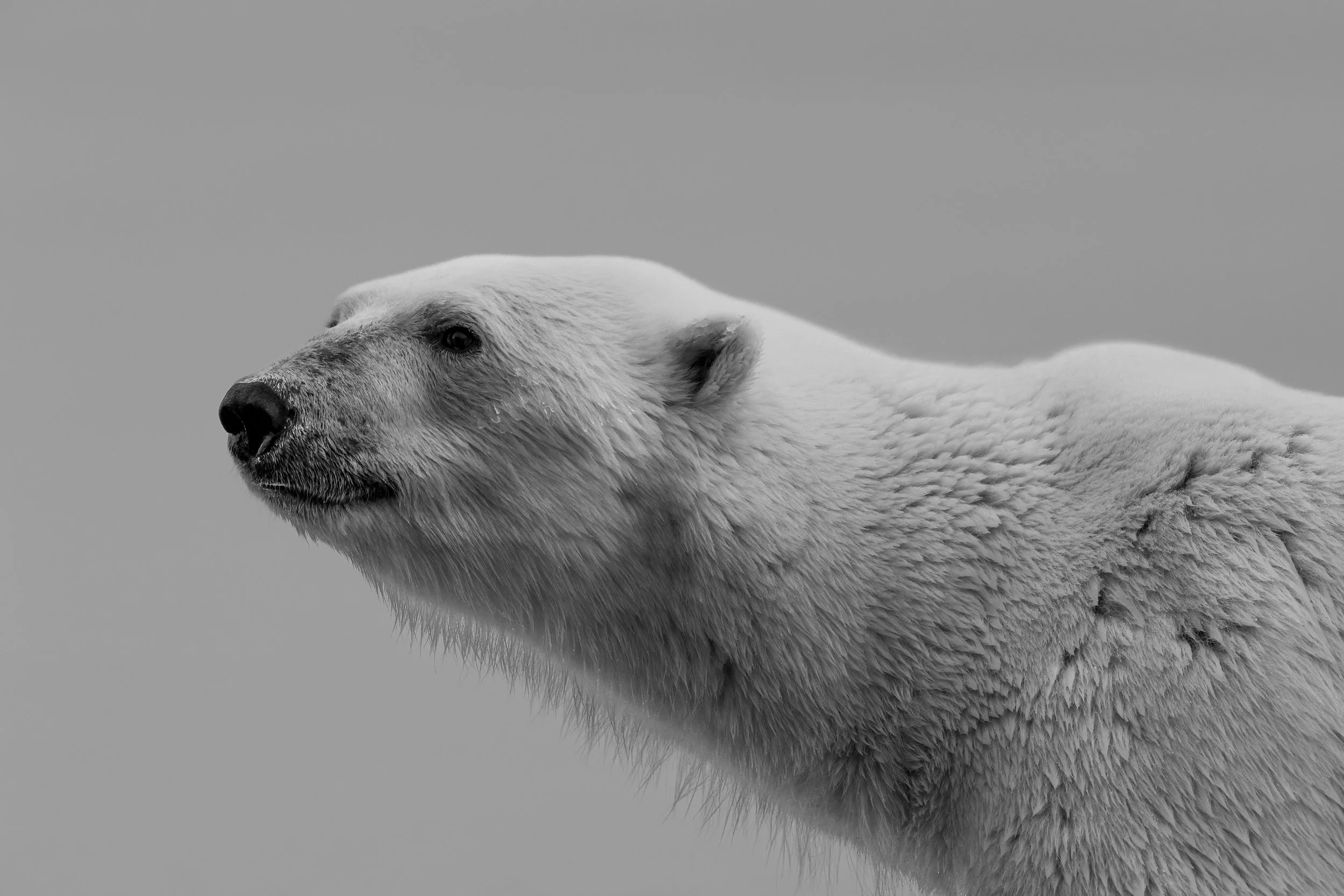 Ursus Maritimus B&W.jpg