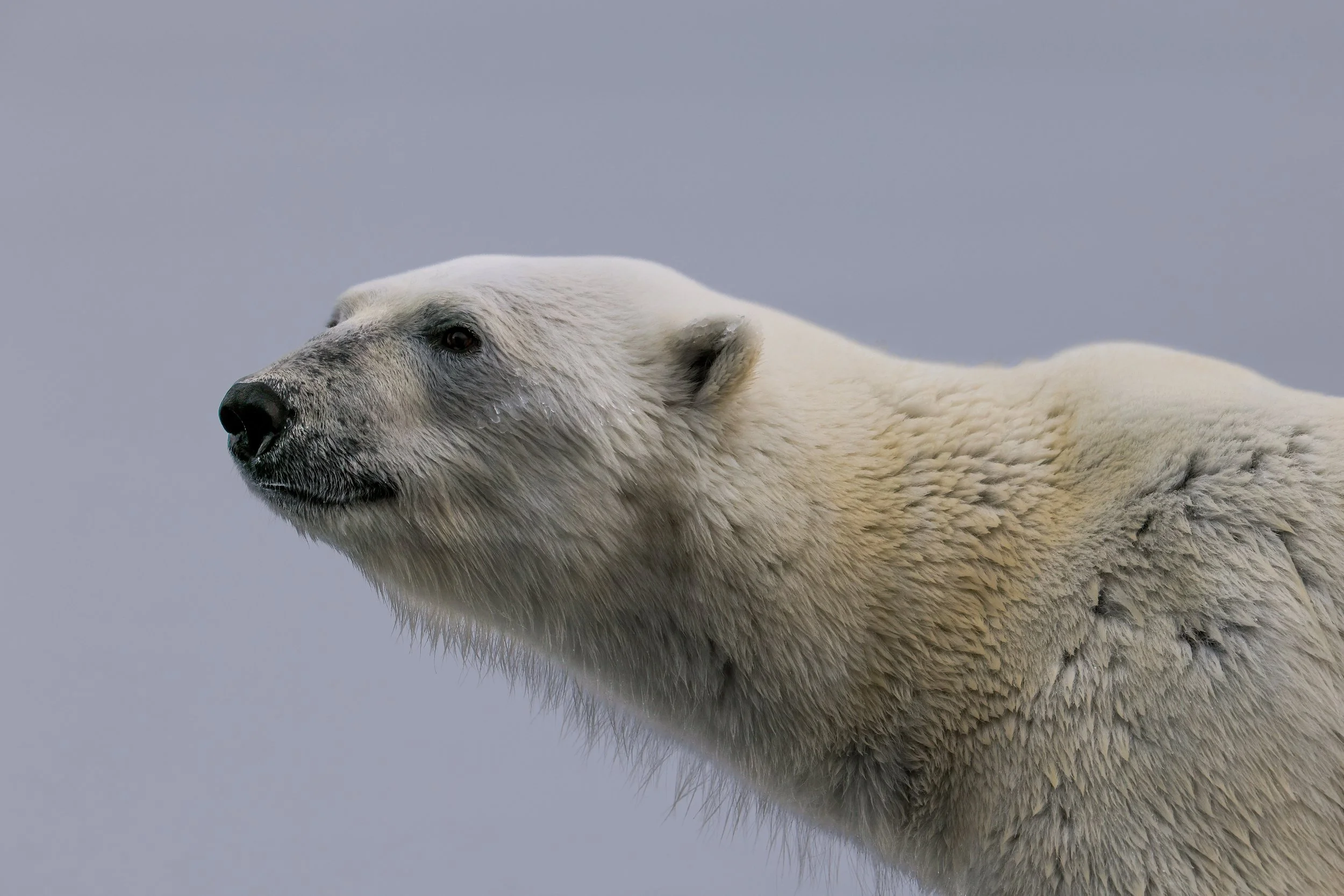 Ursus Maritimus
