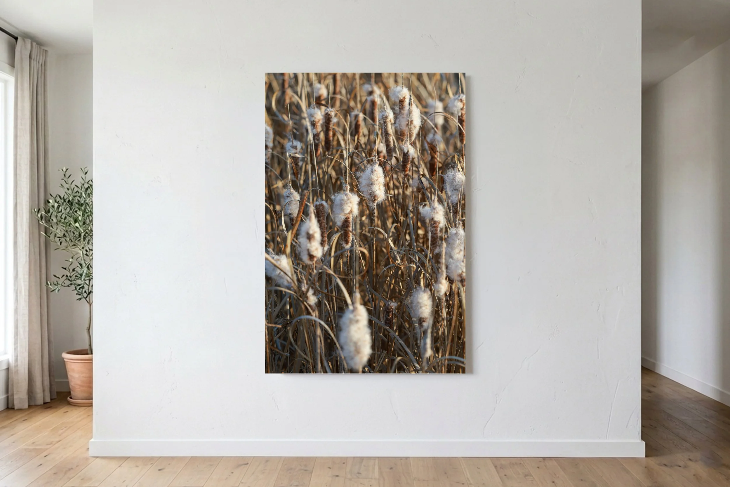 Broadleaf Cattail