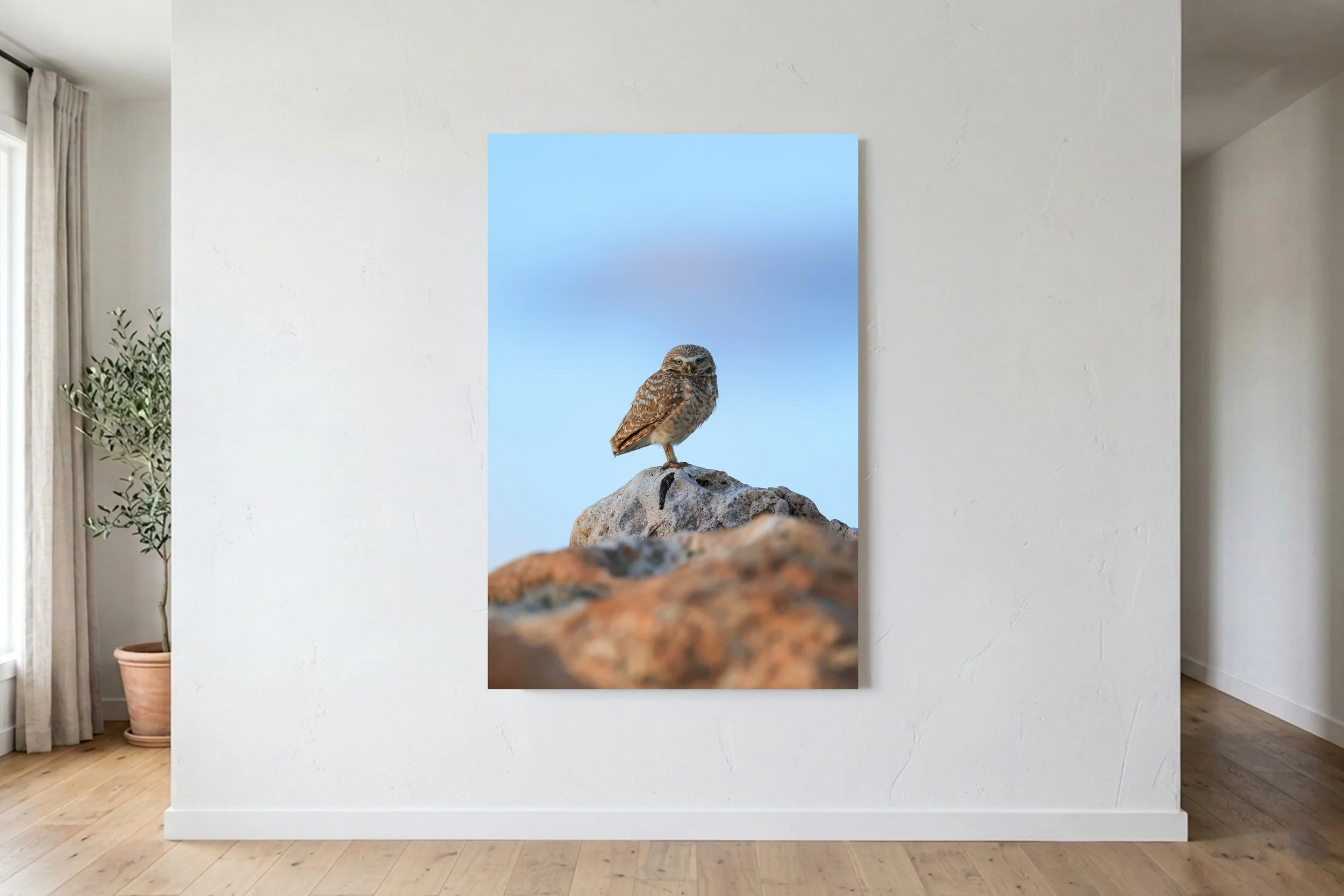 Burrowing Owl