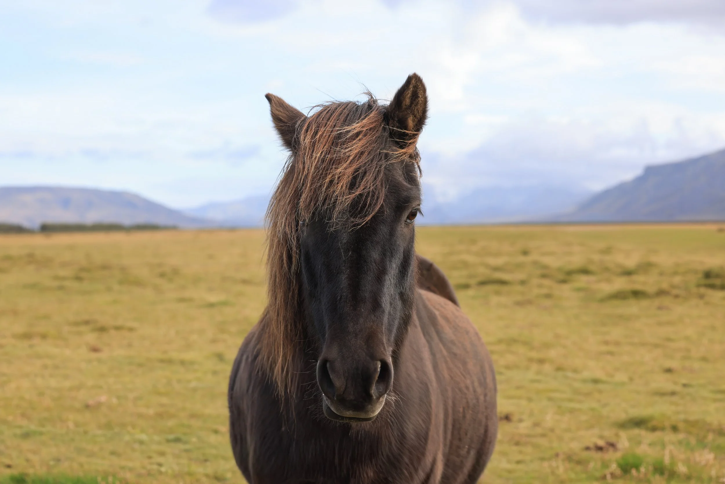 Icelandic Horse.jpg