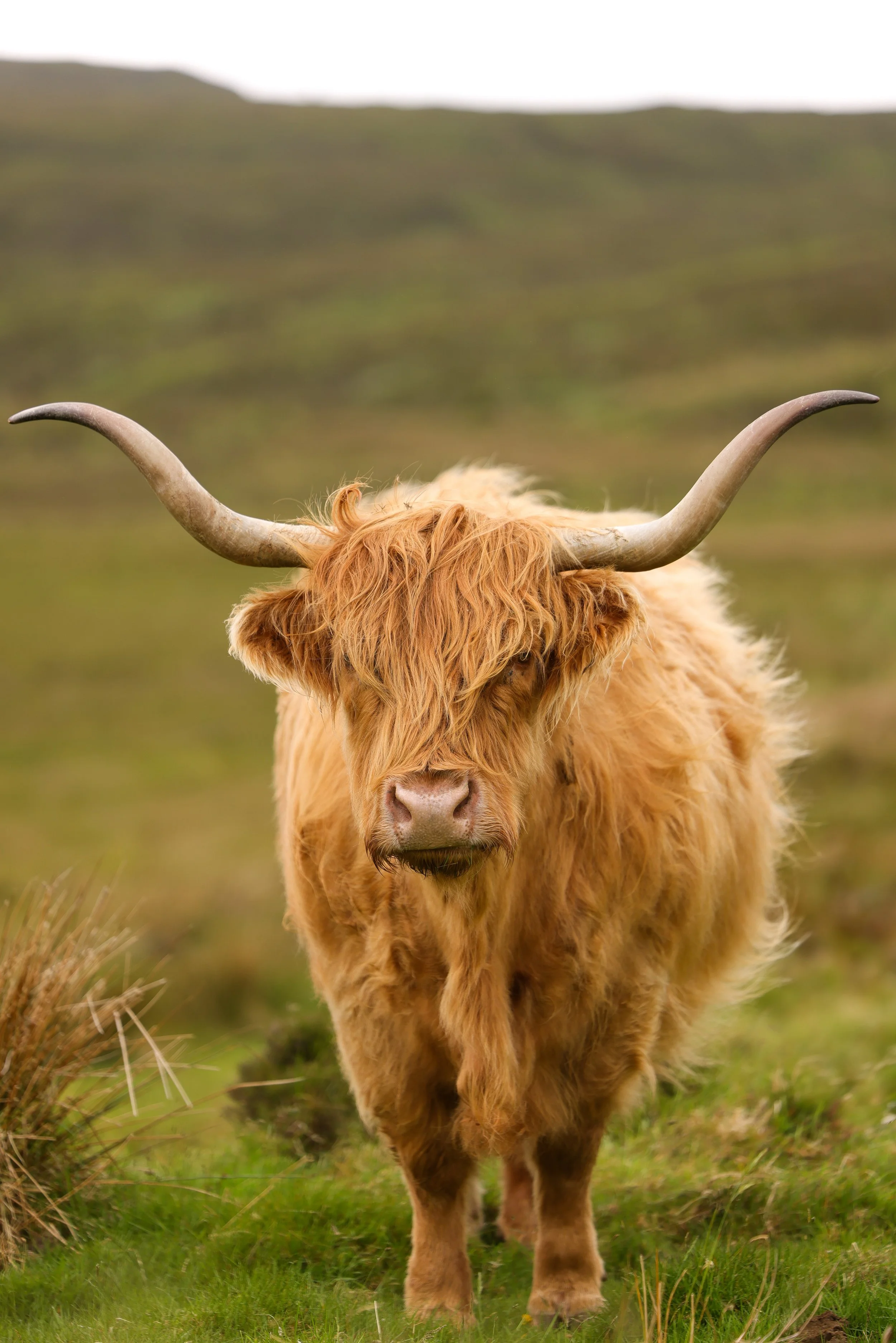 Highland Cow Portrait.jpg