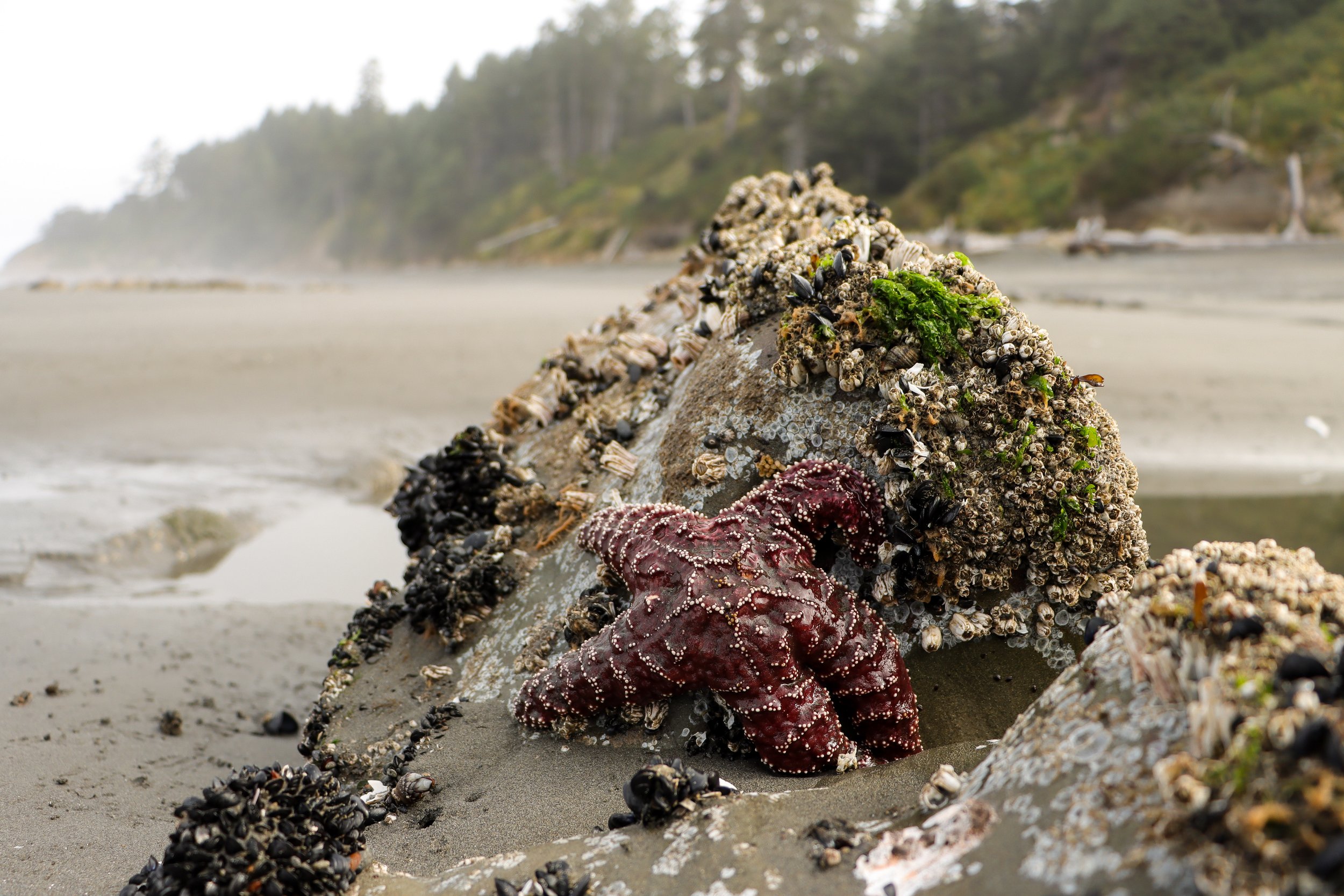 Starfish Beach