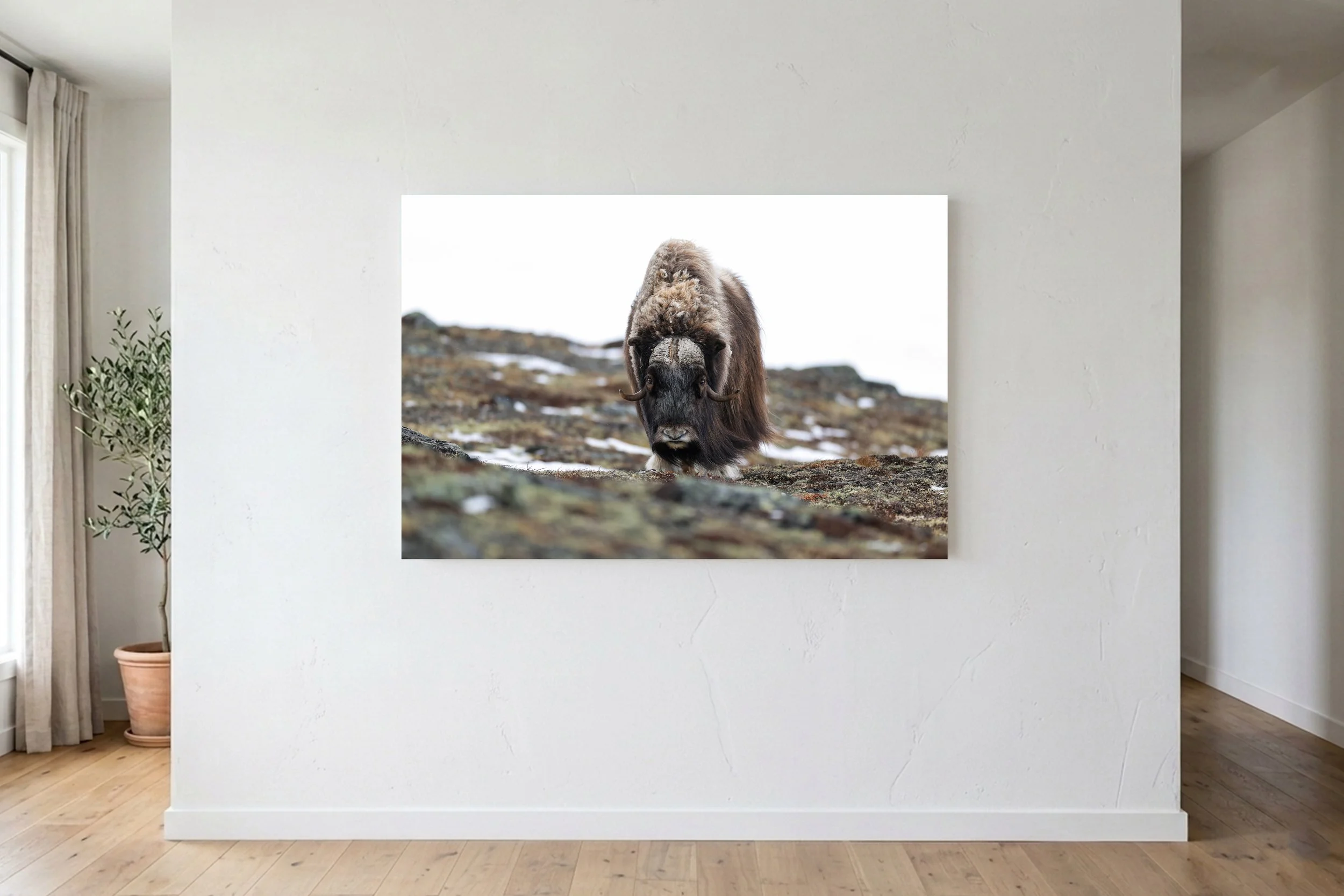 Musk Ox