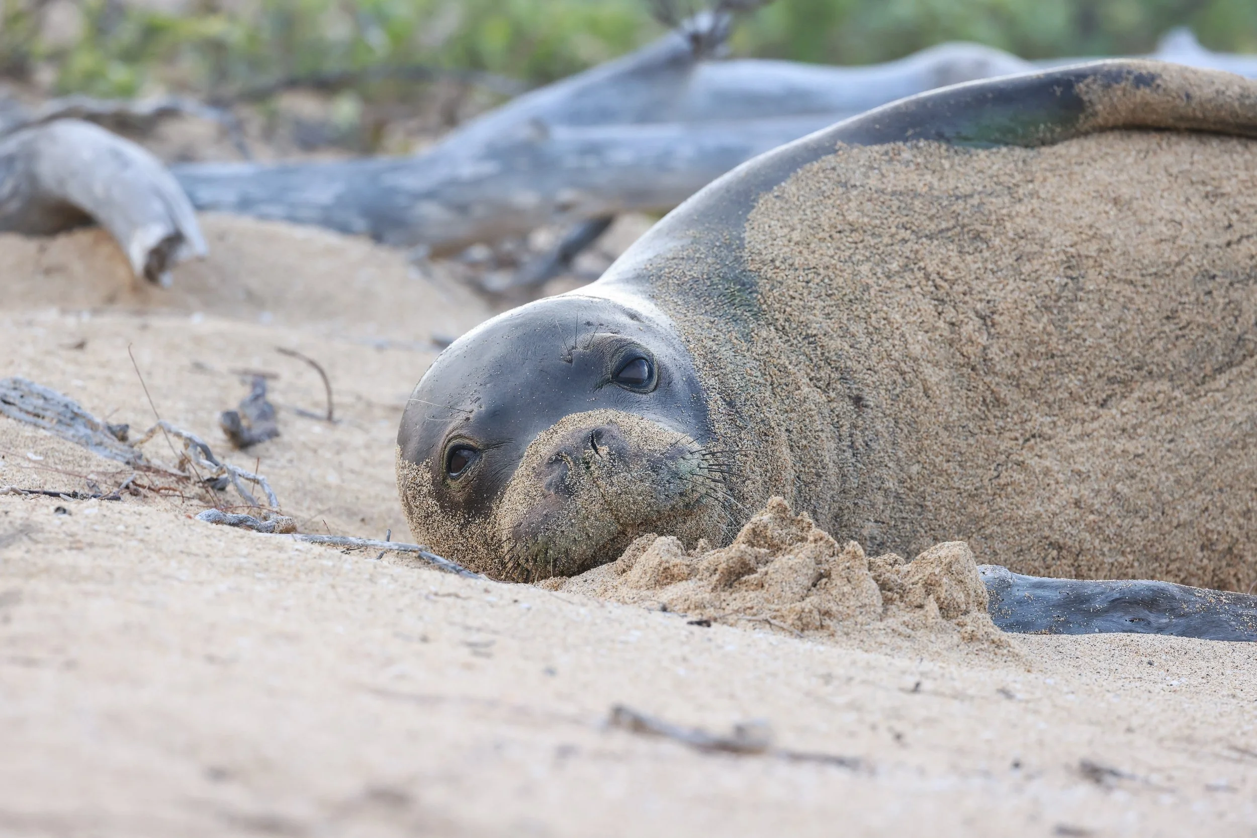 Monk Seal.jpg