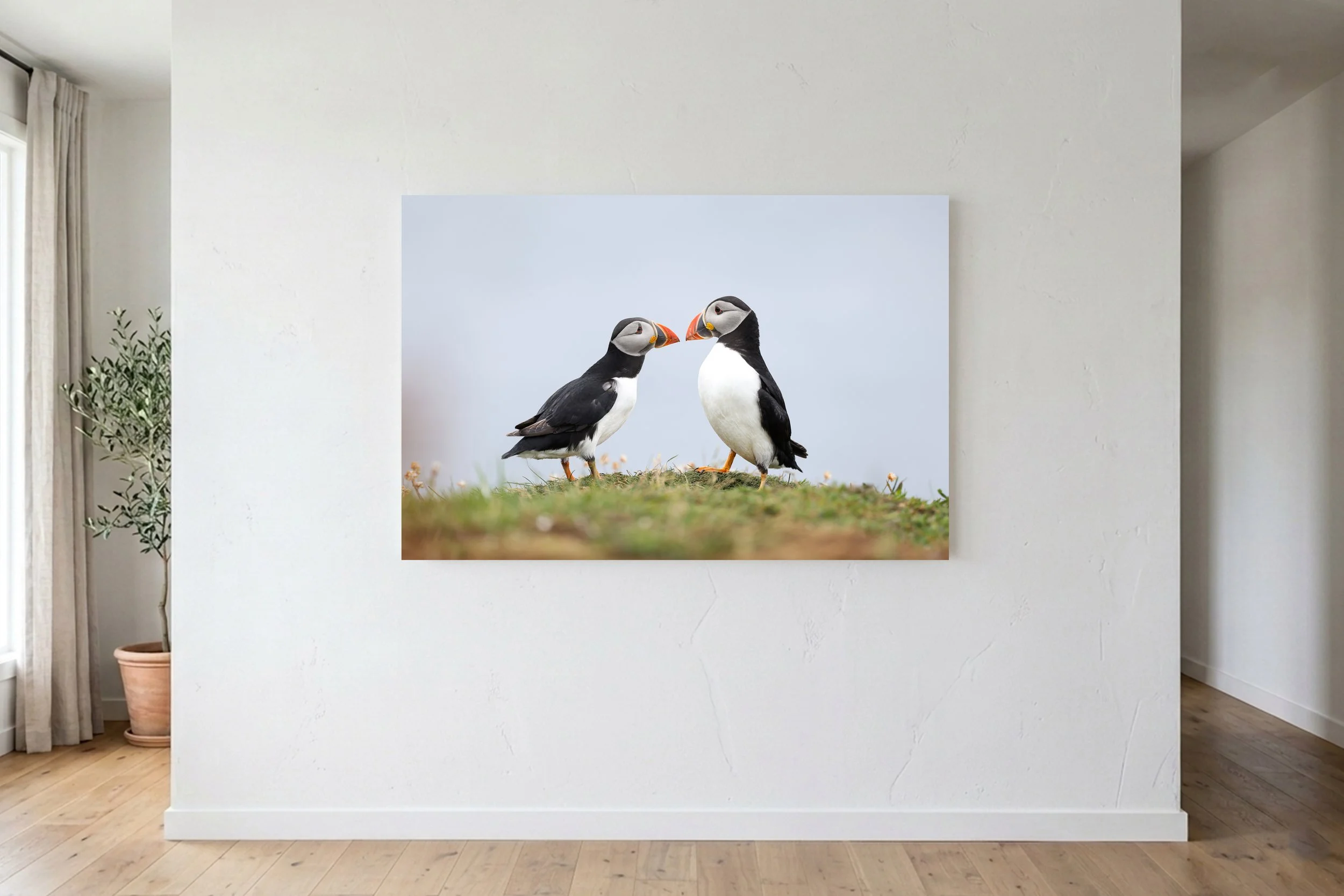 Puffin Kiss