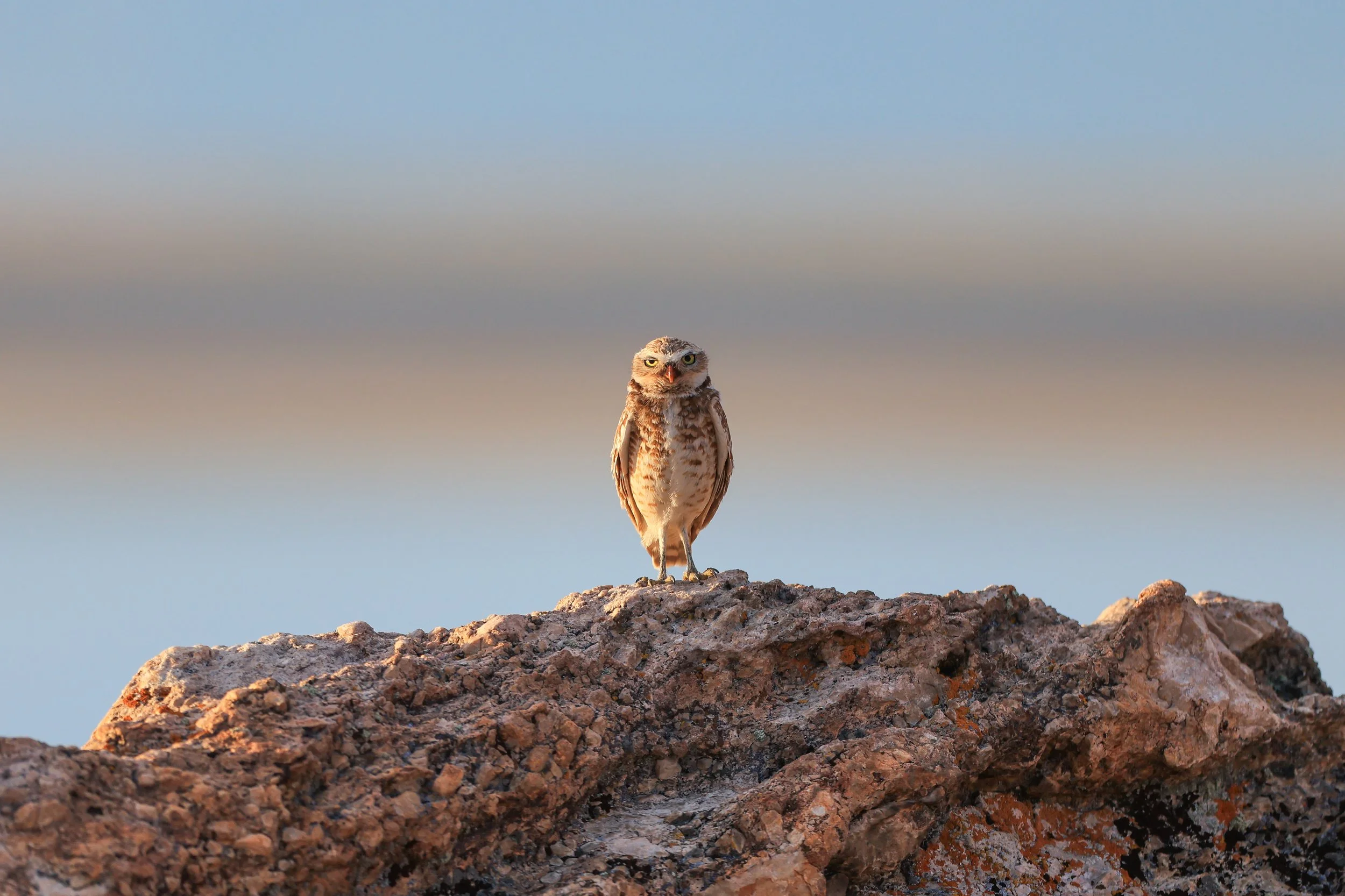 Burrowing Owl At Sunset