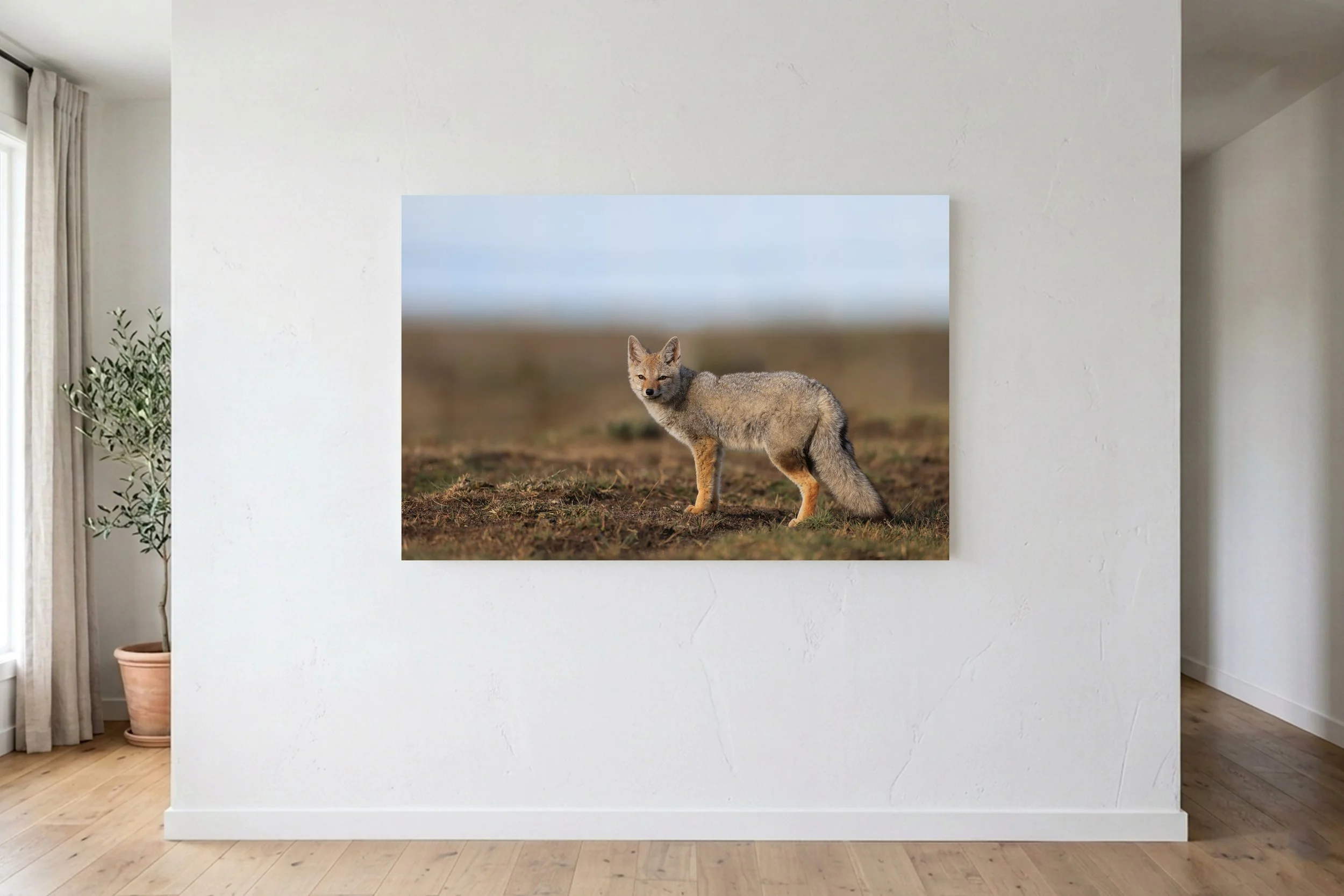Gray Fox