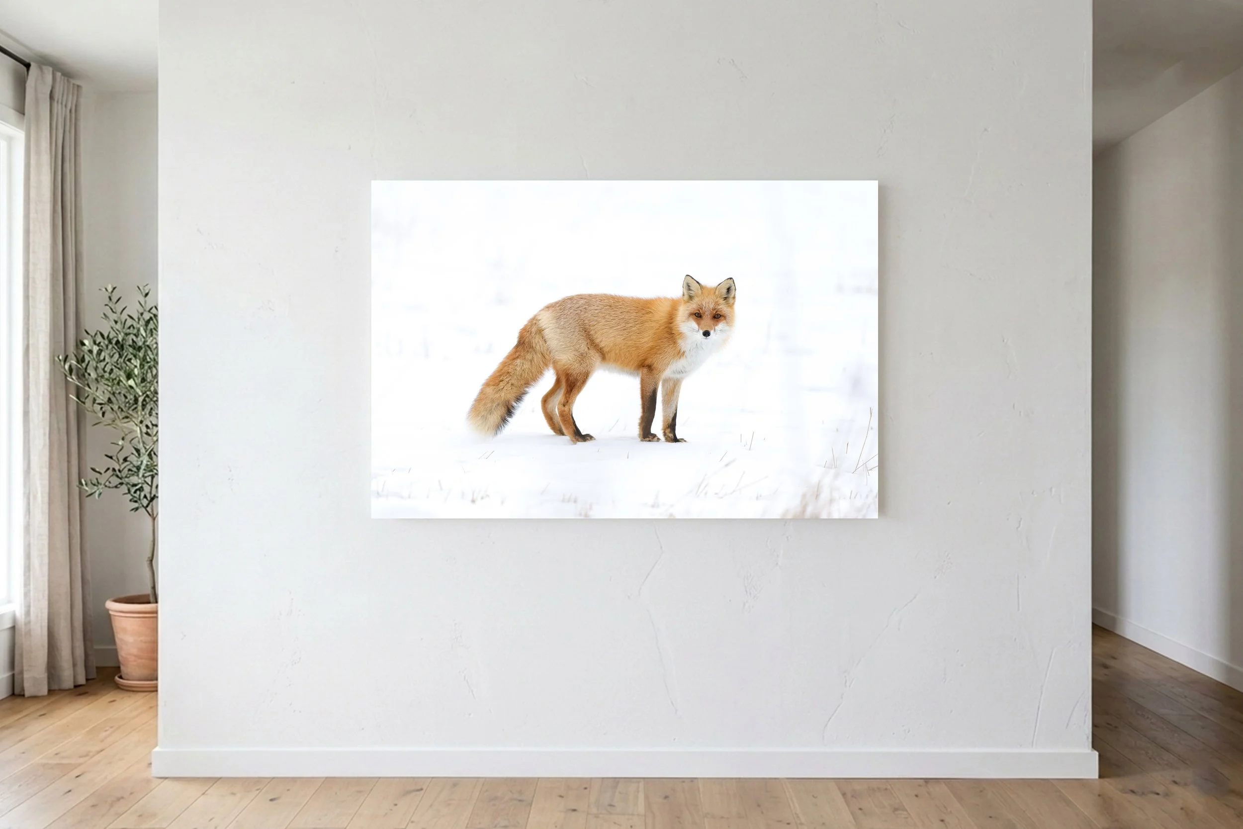 Red Fox In Winter