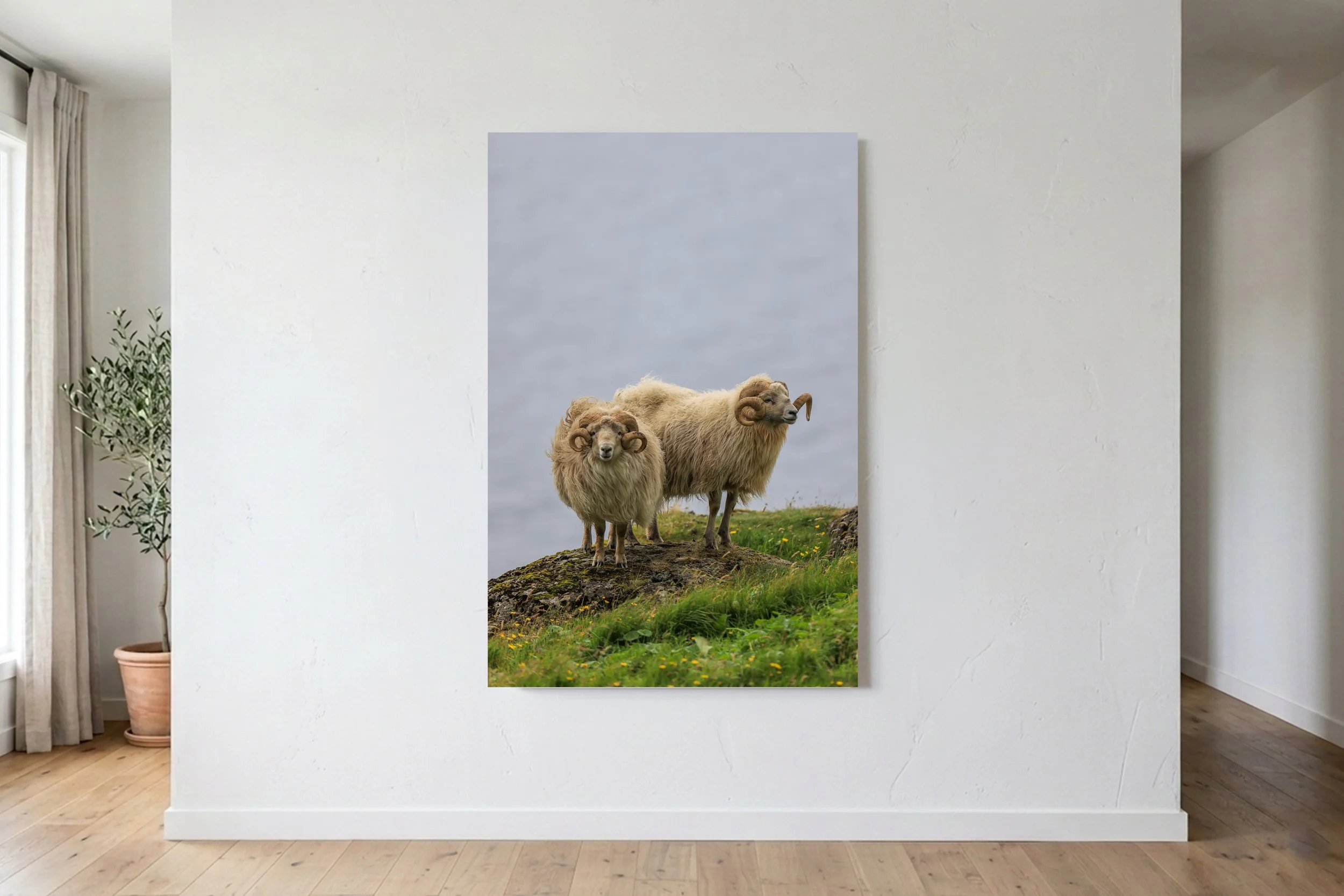 Faroe Sheep Portrait