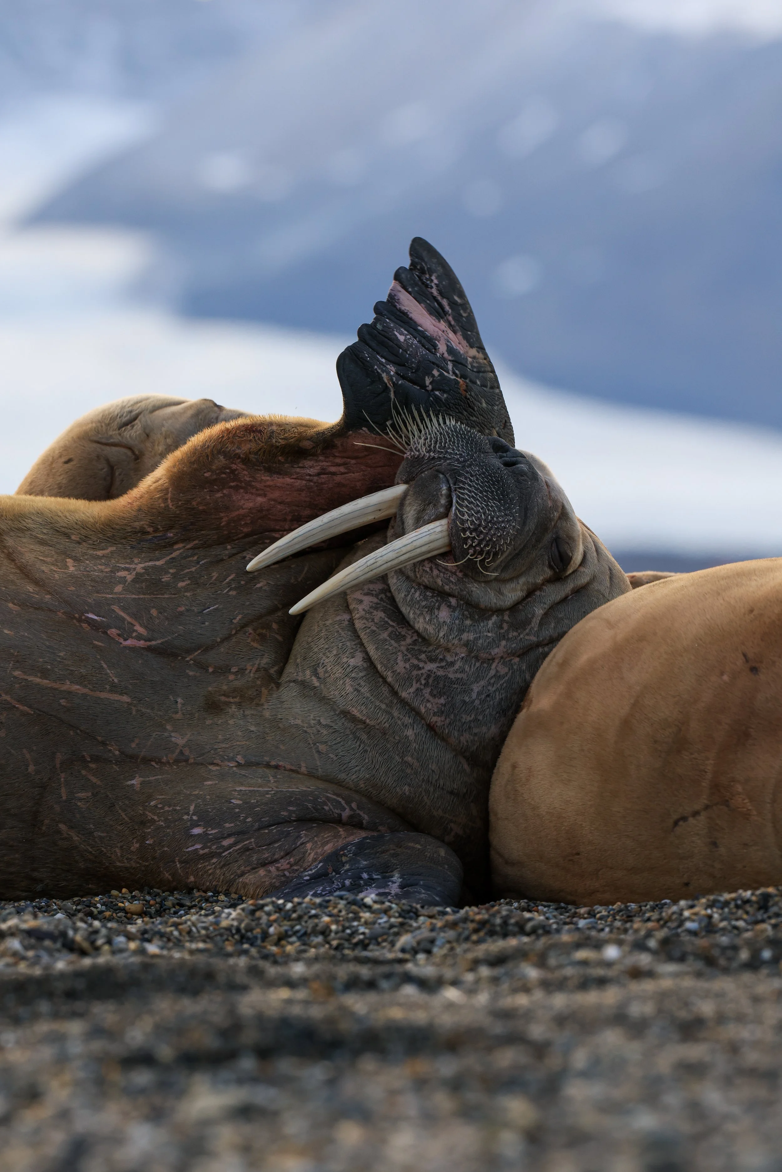 Dramatic Walrus