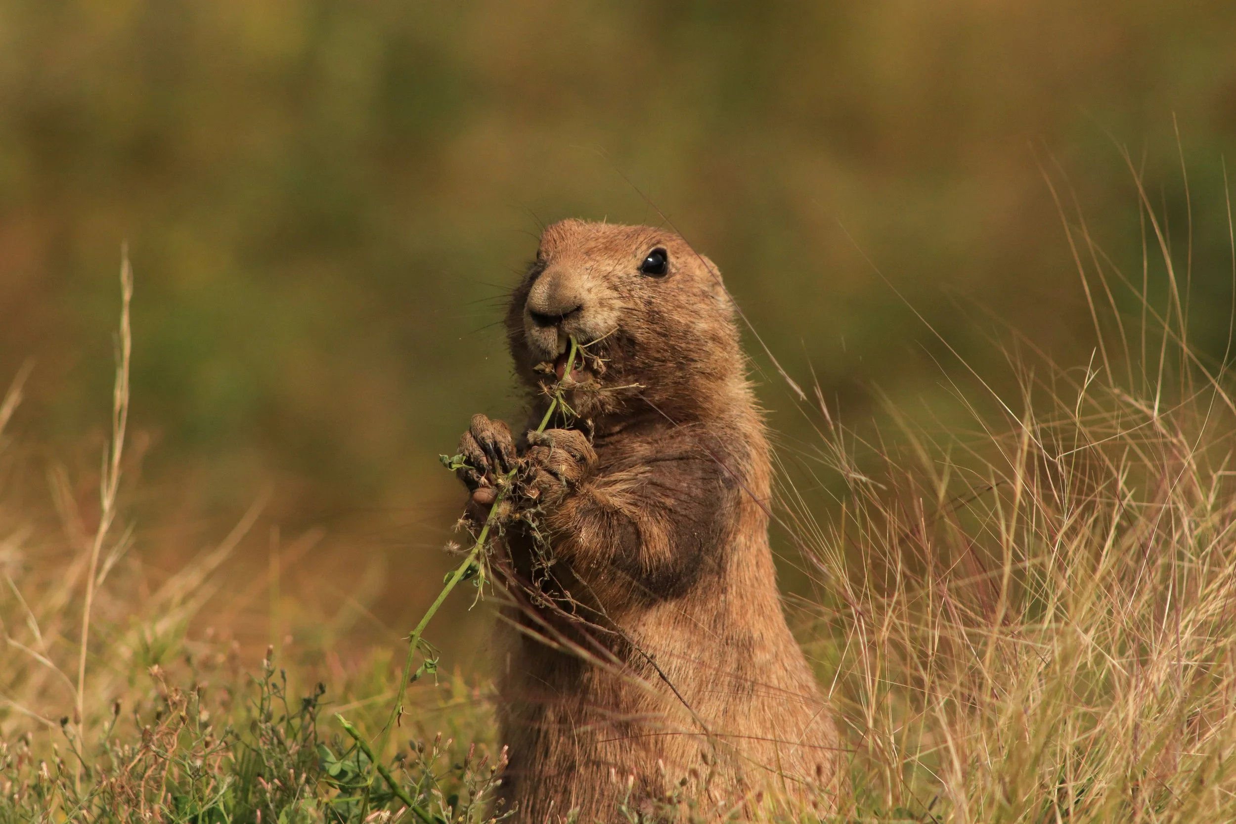 Prairie Dog