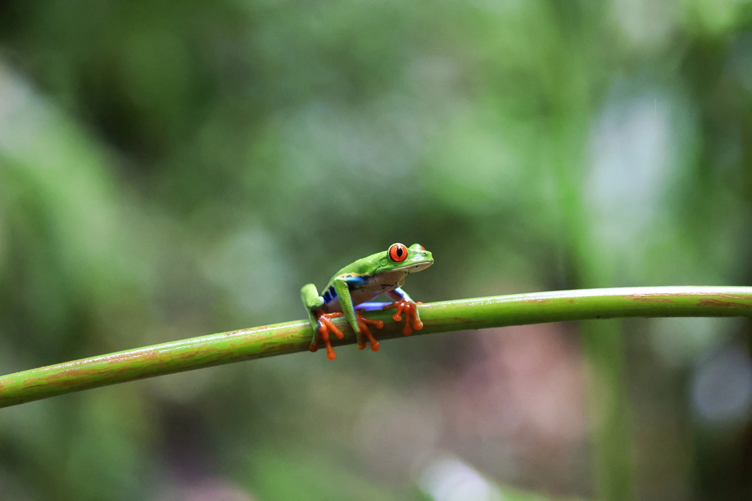 Red-Eyed Tree Frog
