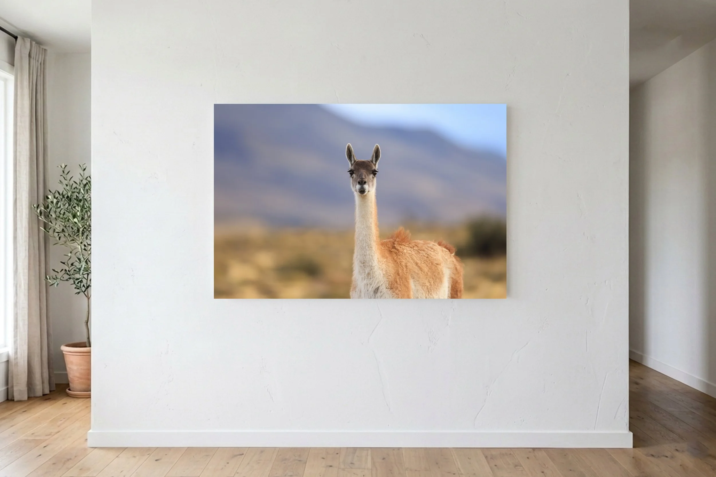 Guanaco