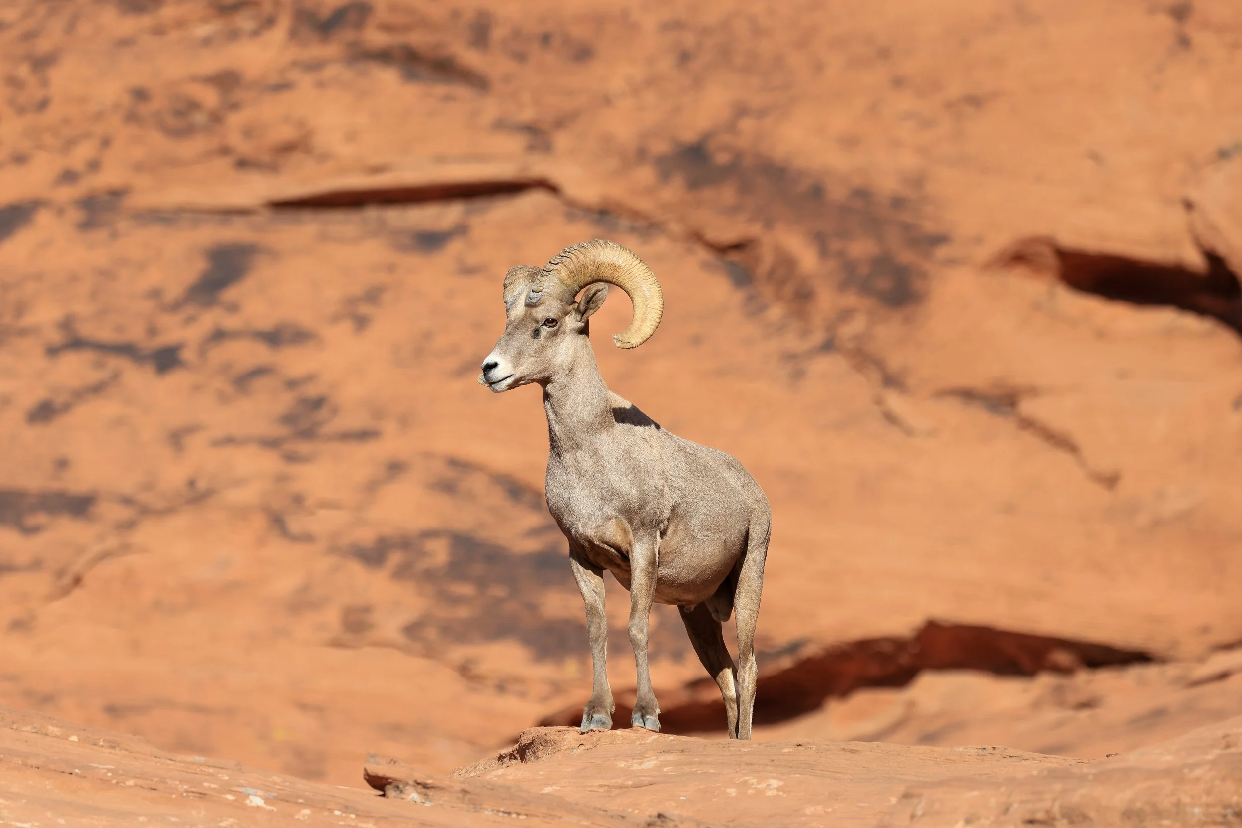 Desert Sheep