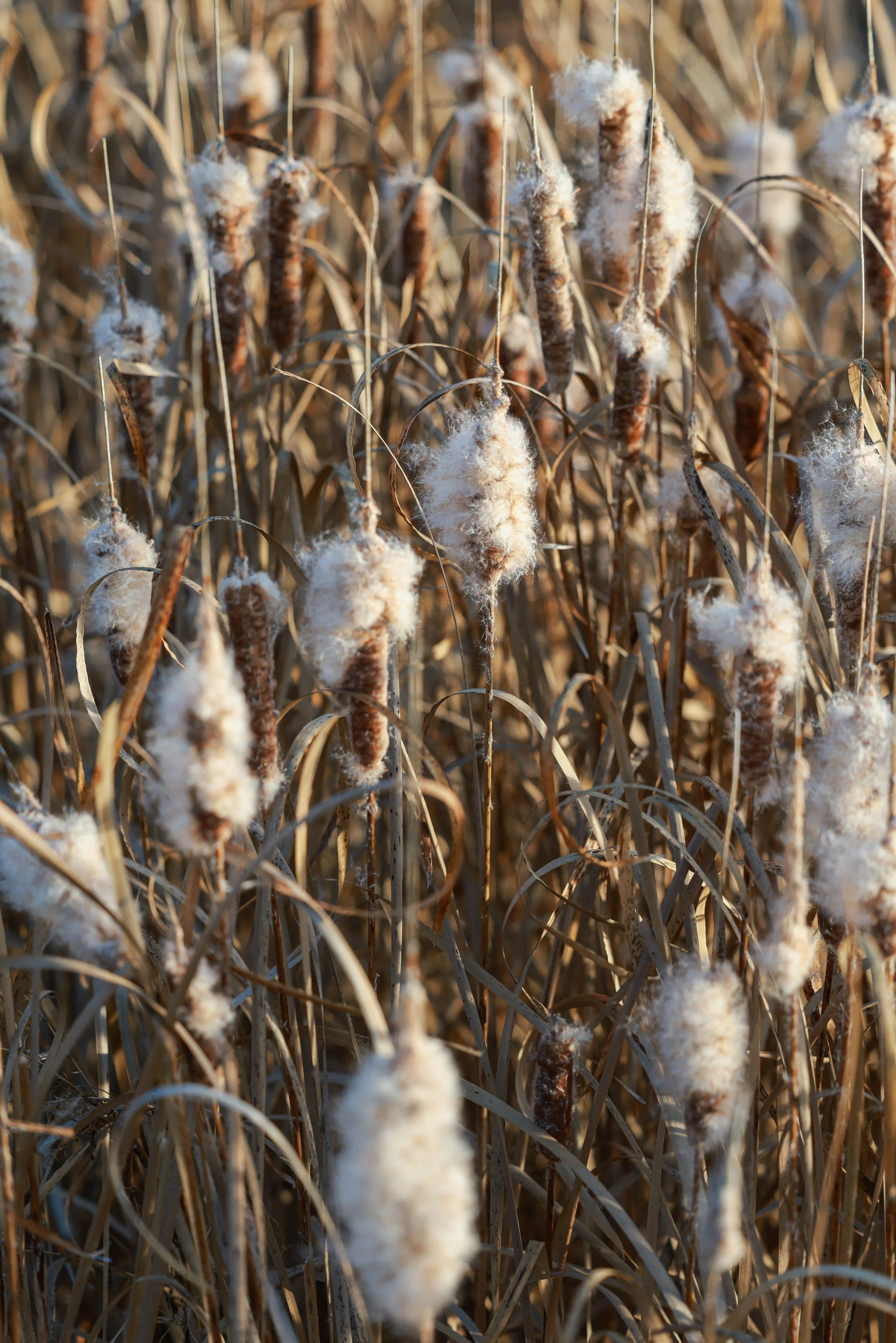 Broadleaf Cattail