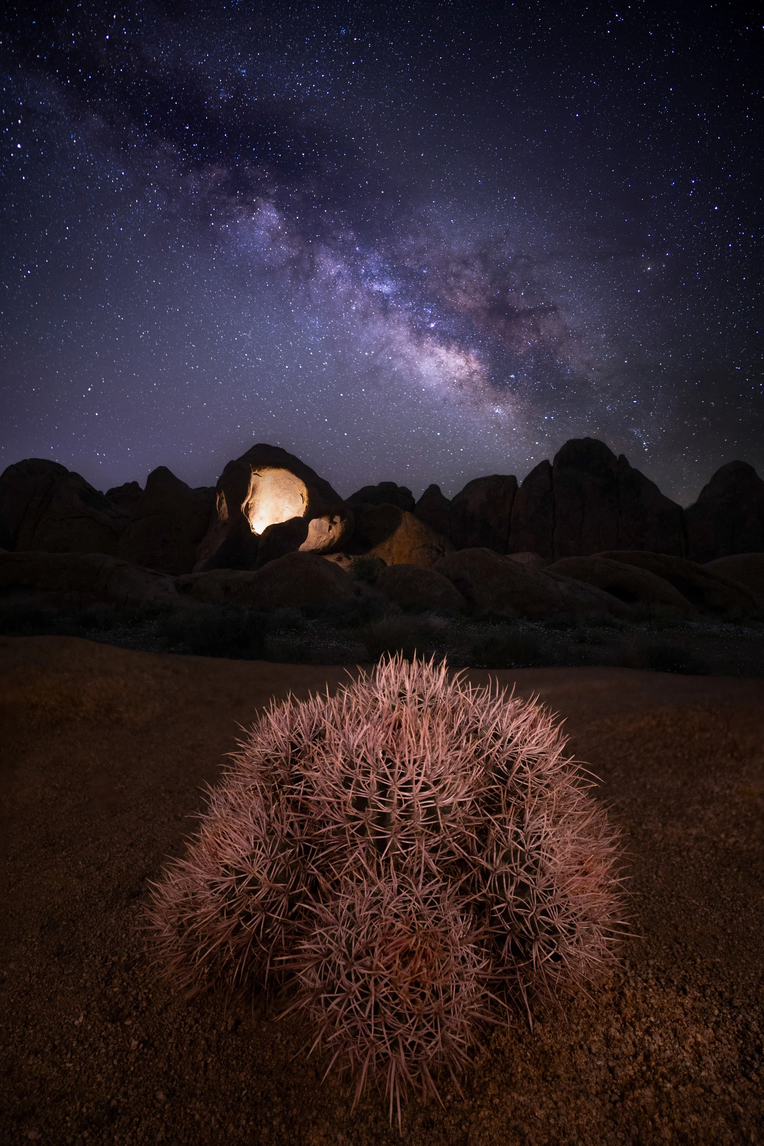 Barrel Cactus