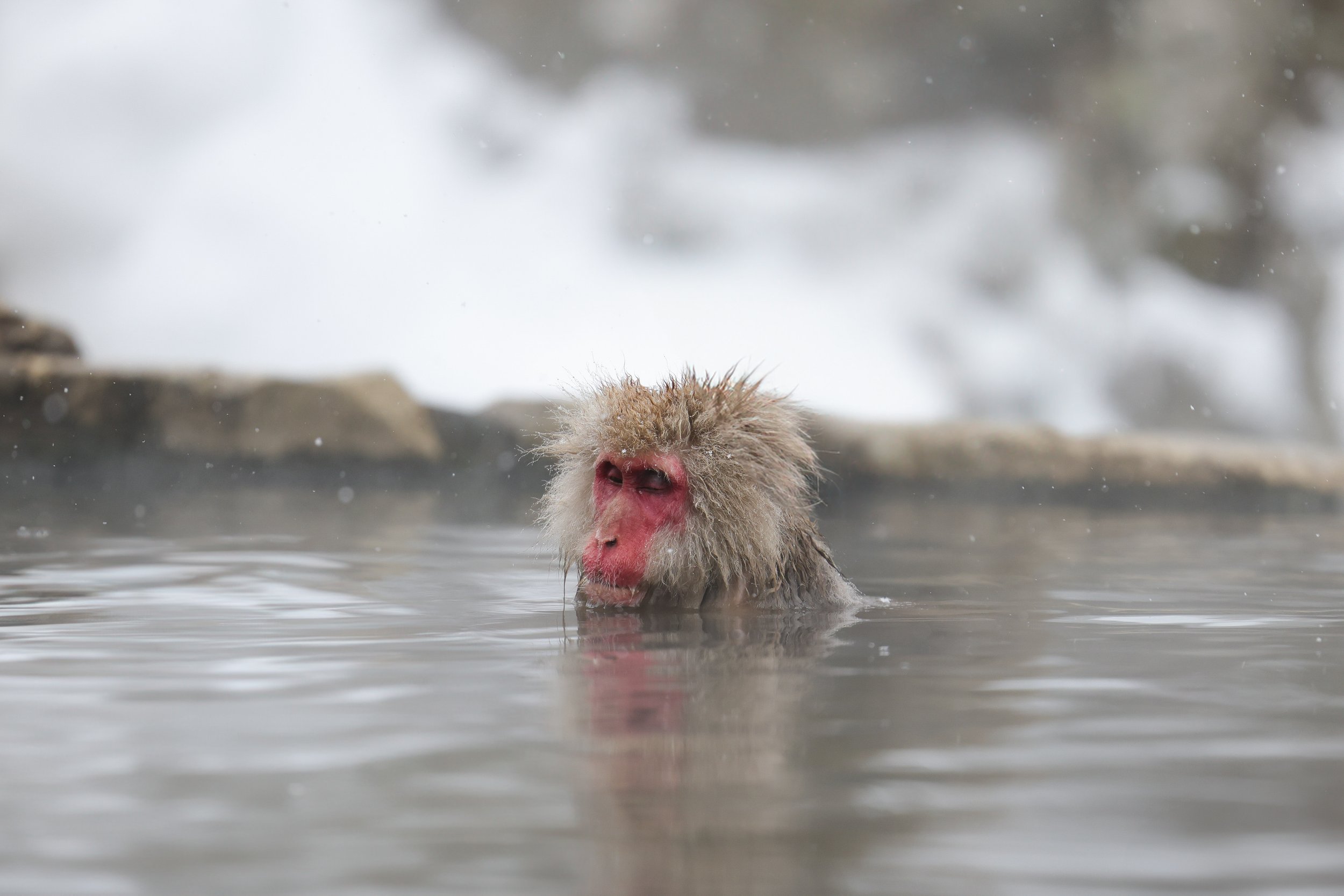 Snow Monkey.jpg