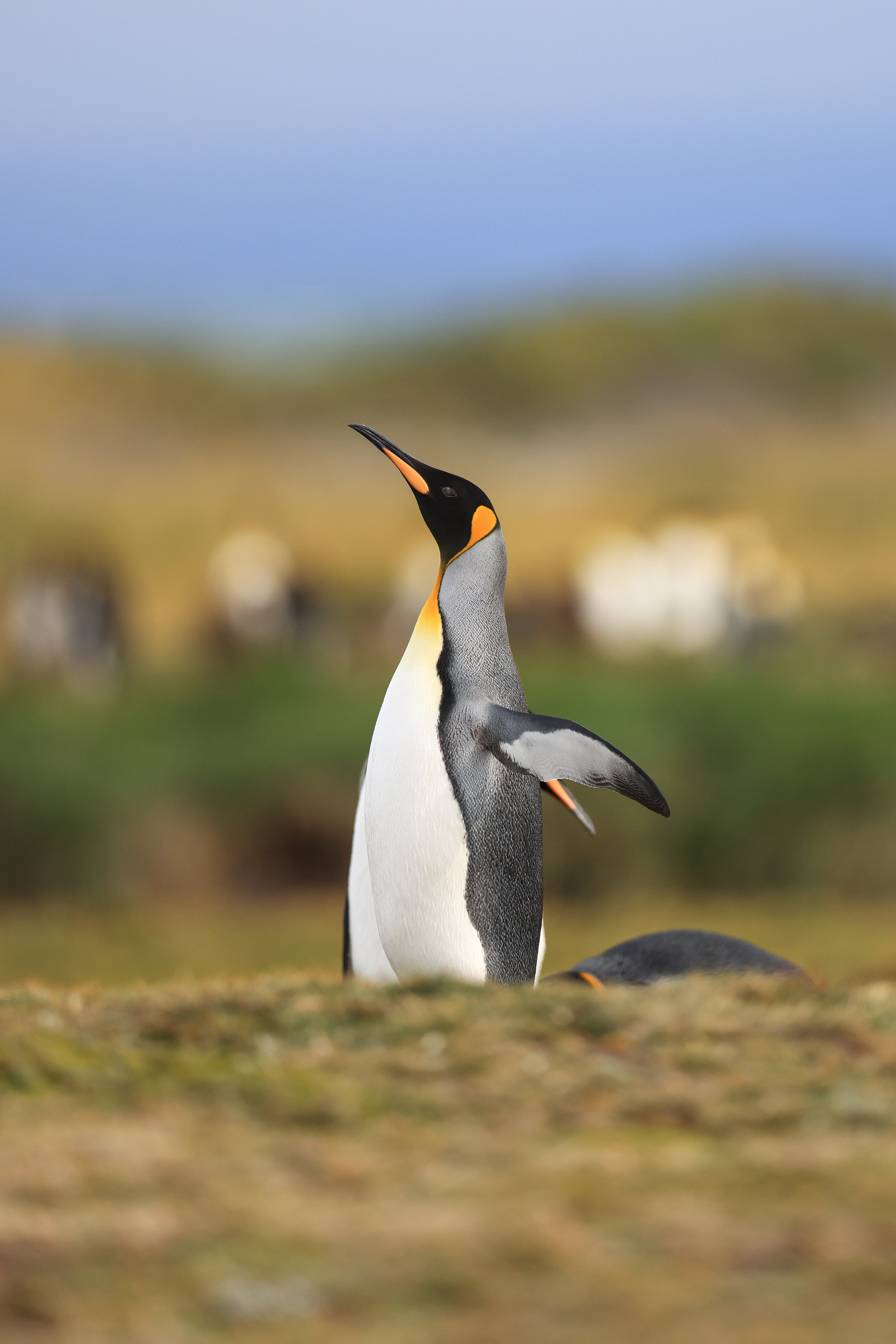 Pingüino Rey.jpg
