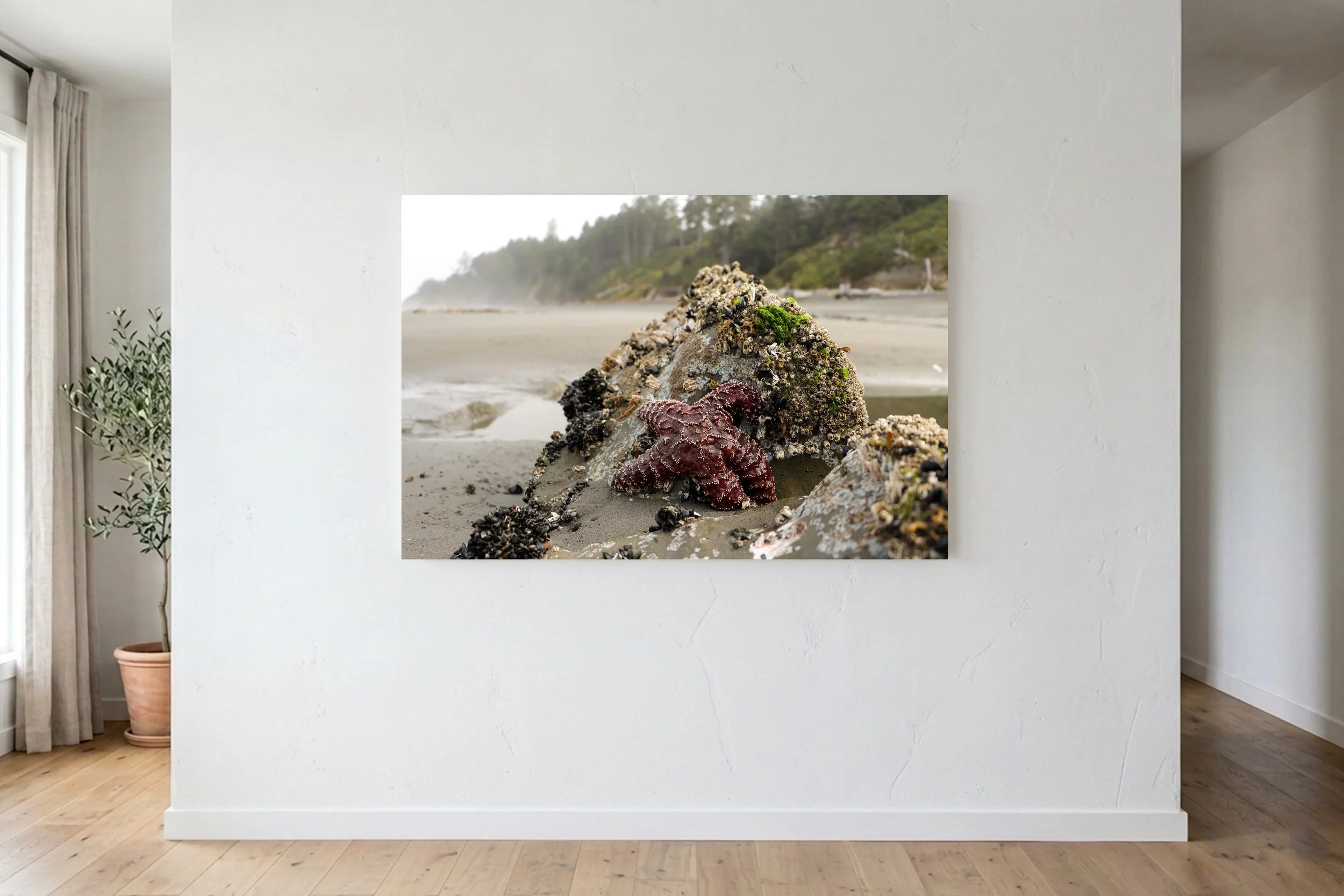 Starfish Beach