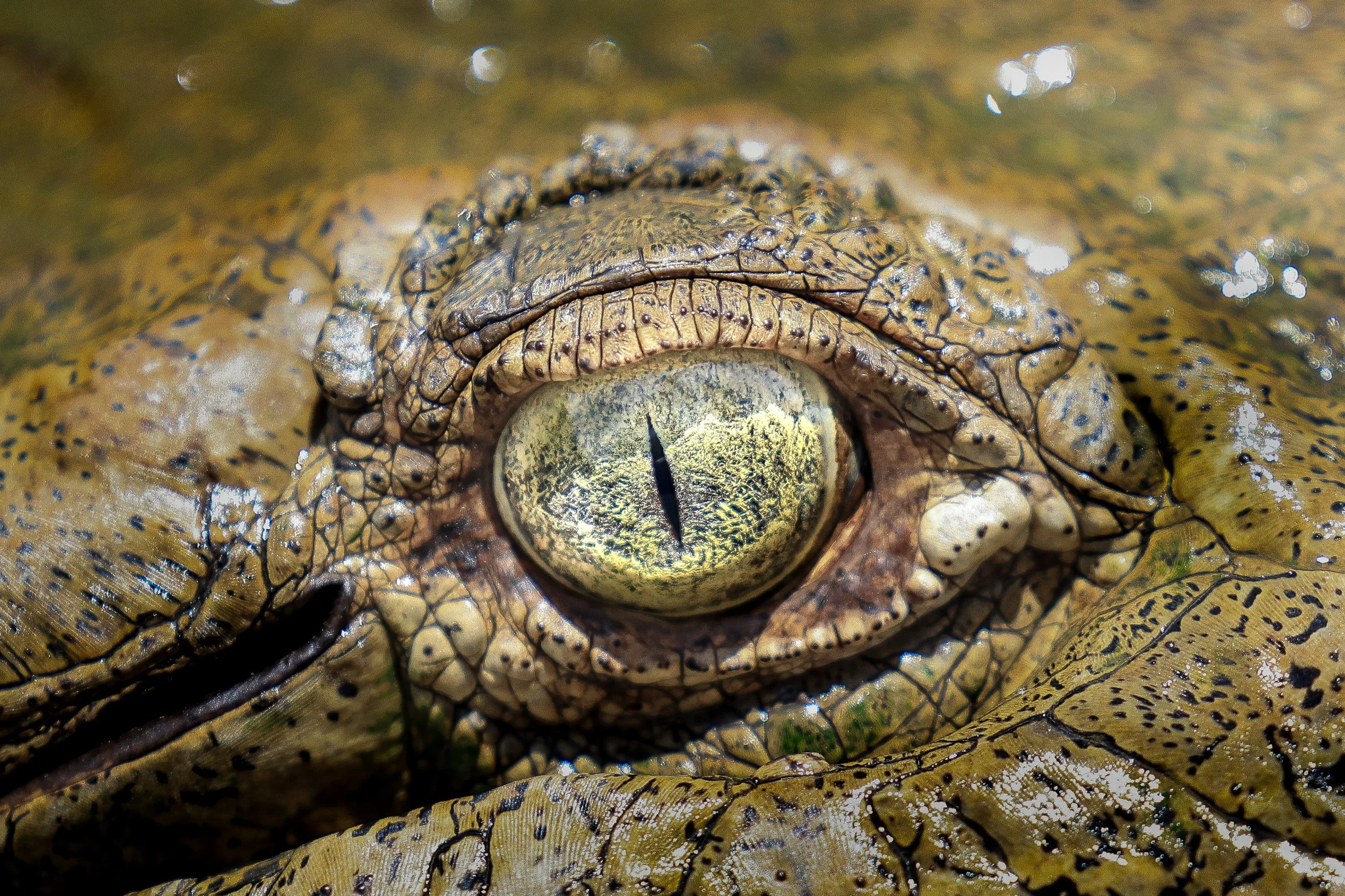 Eye of The Croc