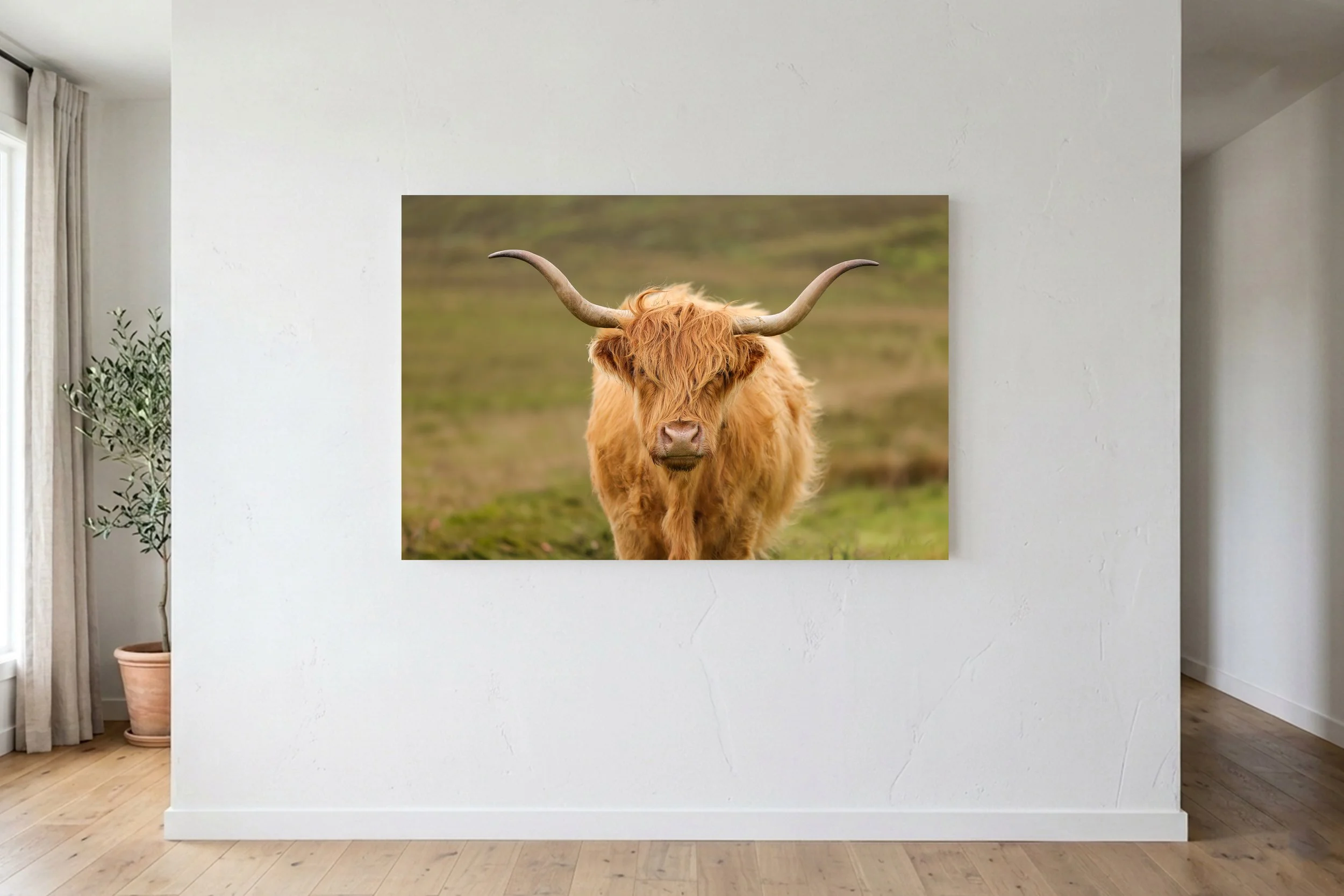 Highland Cow