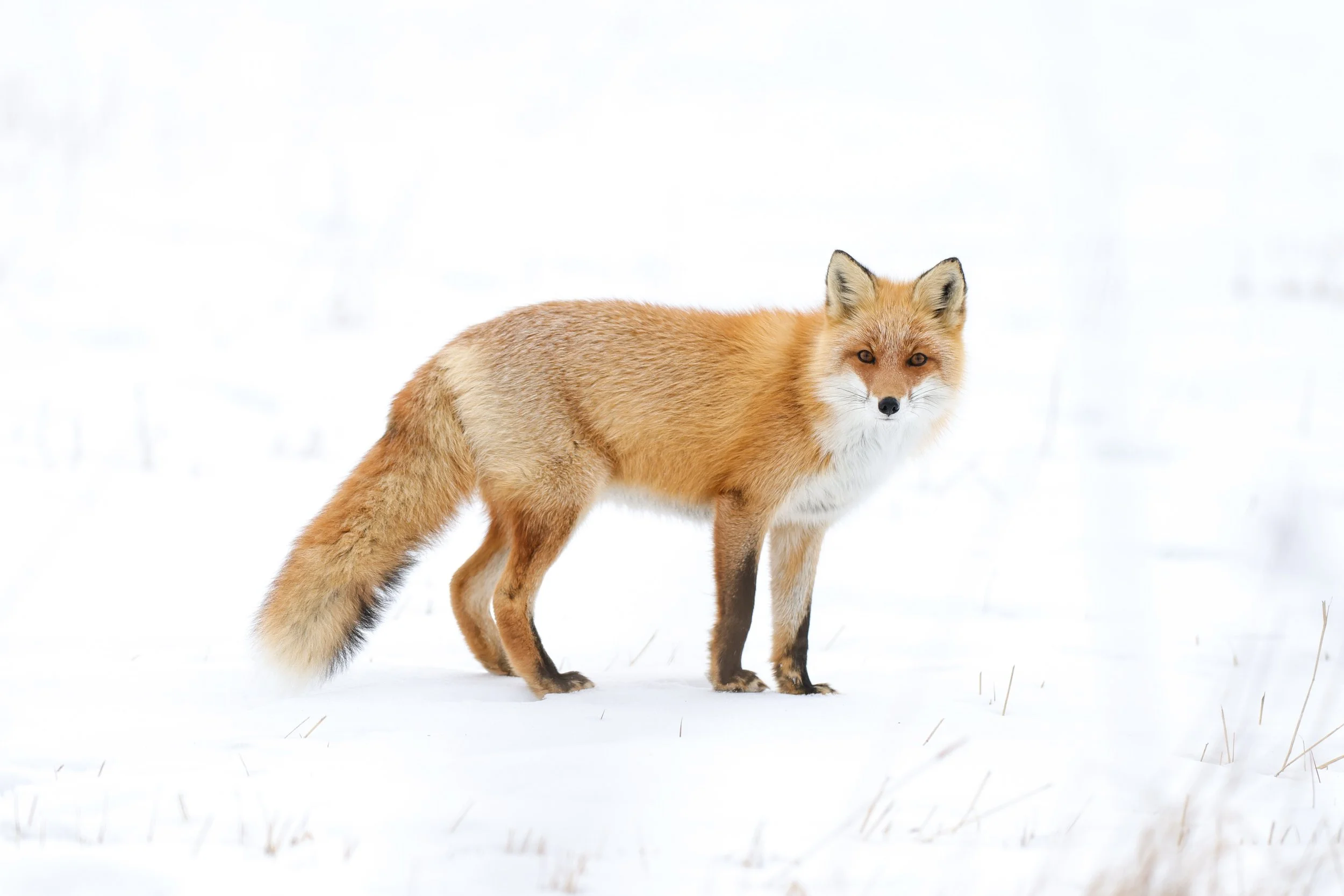 Red Fox In Winter