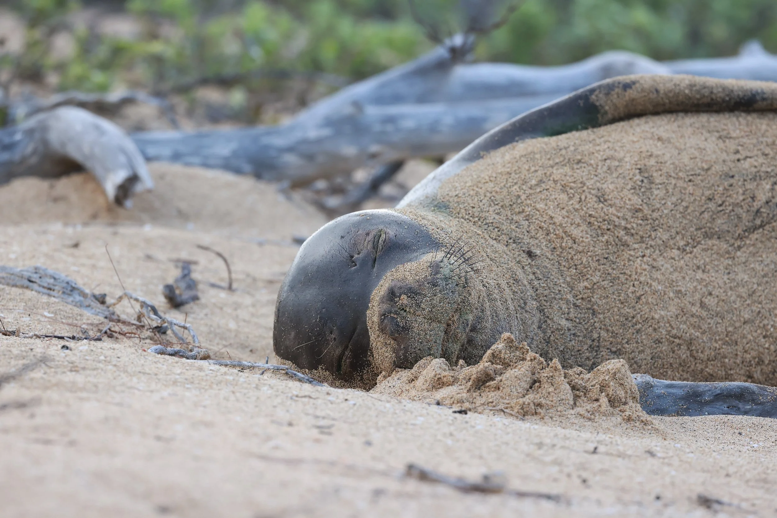Sleepy Seal