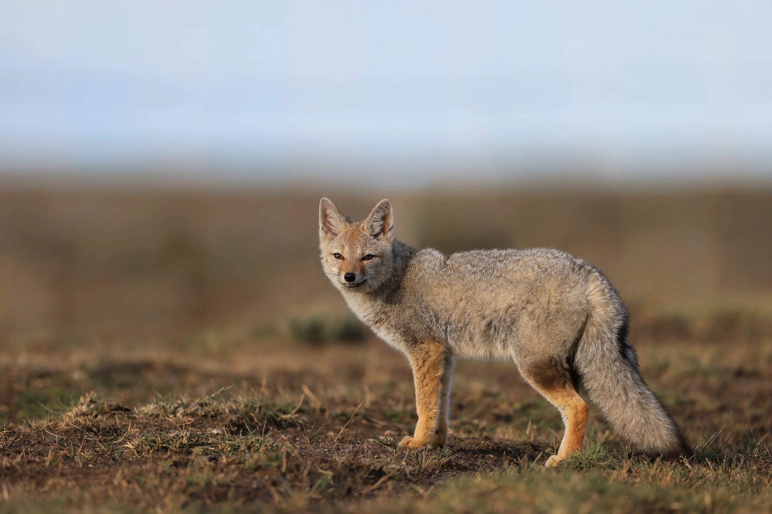 Gray Fox