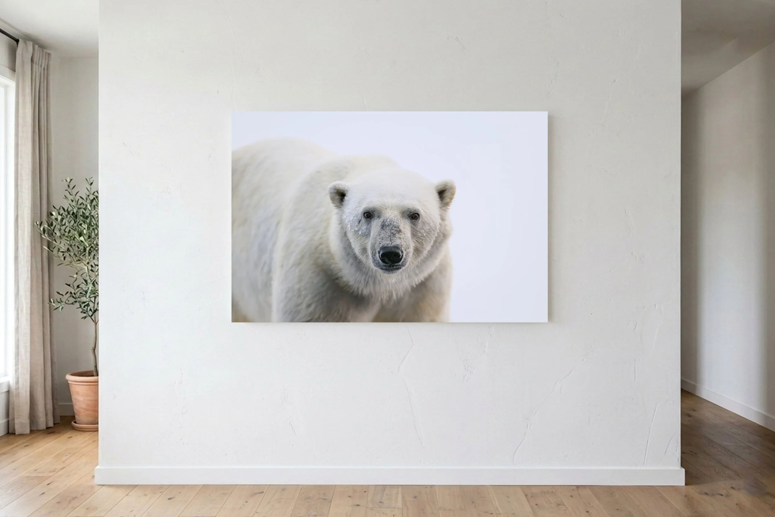 Polar Bear