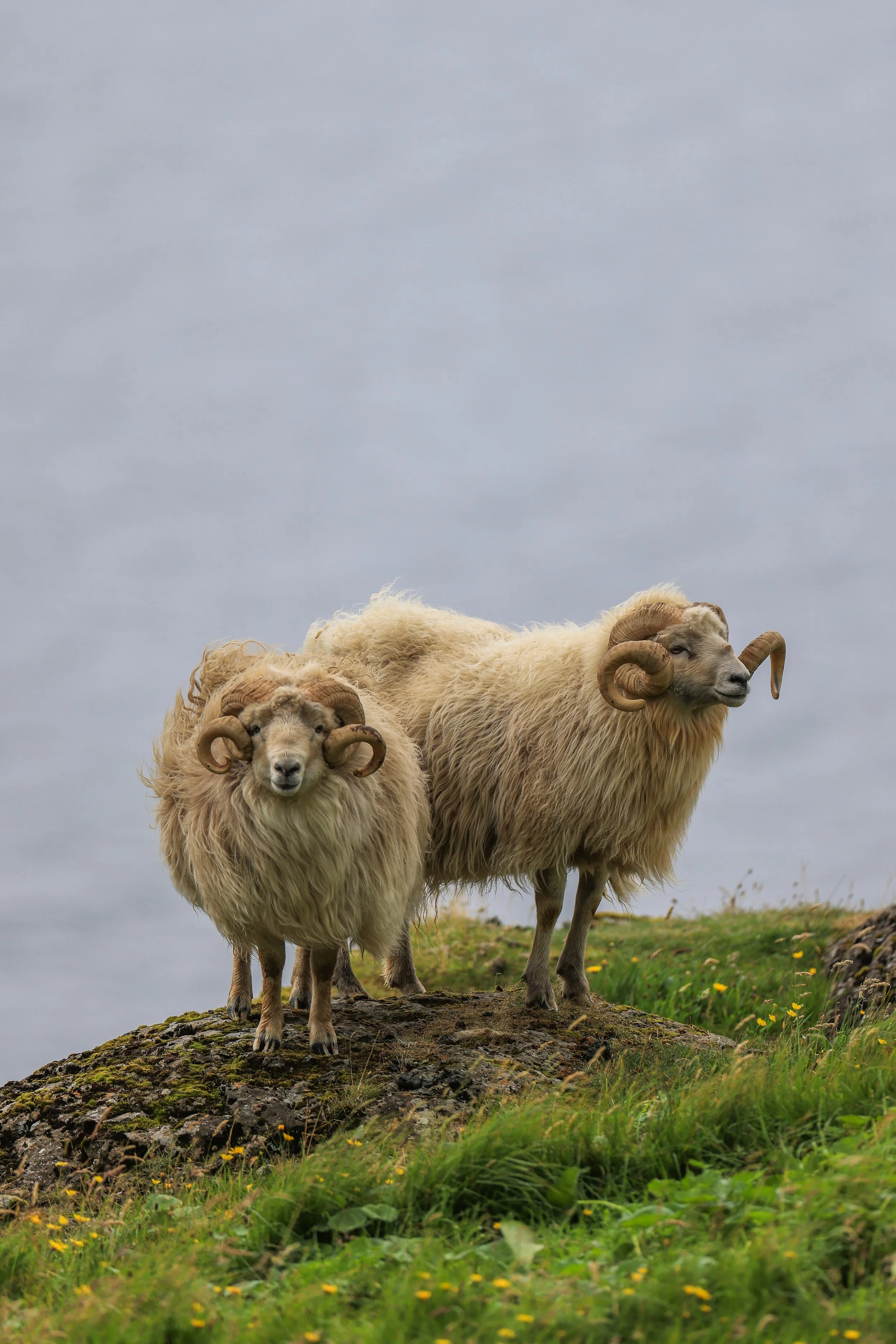 Faroe Sheep Portrait.jpg